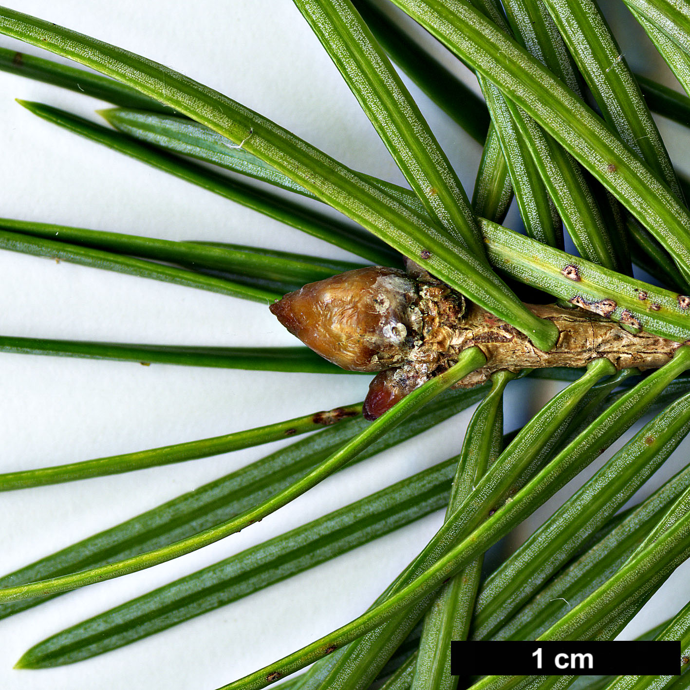 High resolution image: Family: Pinaceae - Genus: Abies - Taxon: holophylla