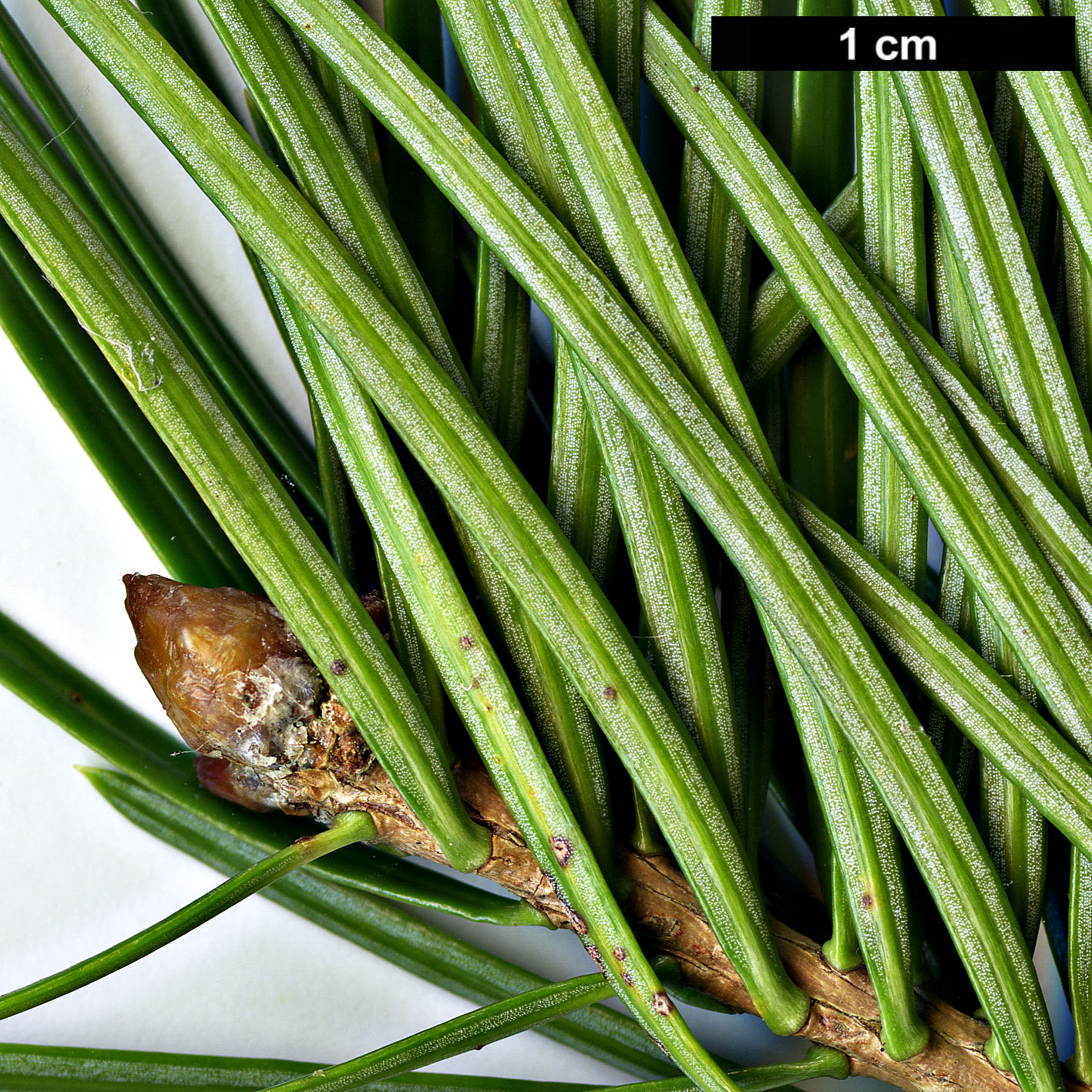 High resolution image: Family: Pinaceae - Genus: Abies - Taxon: holophylla