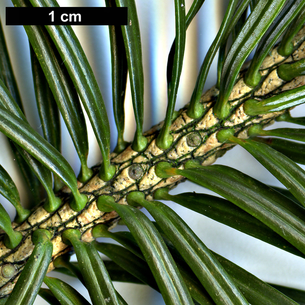 High resolution image: Family: Pinaceae - Genus: Abies - Taxon: homolepis