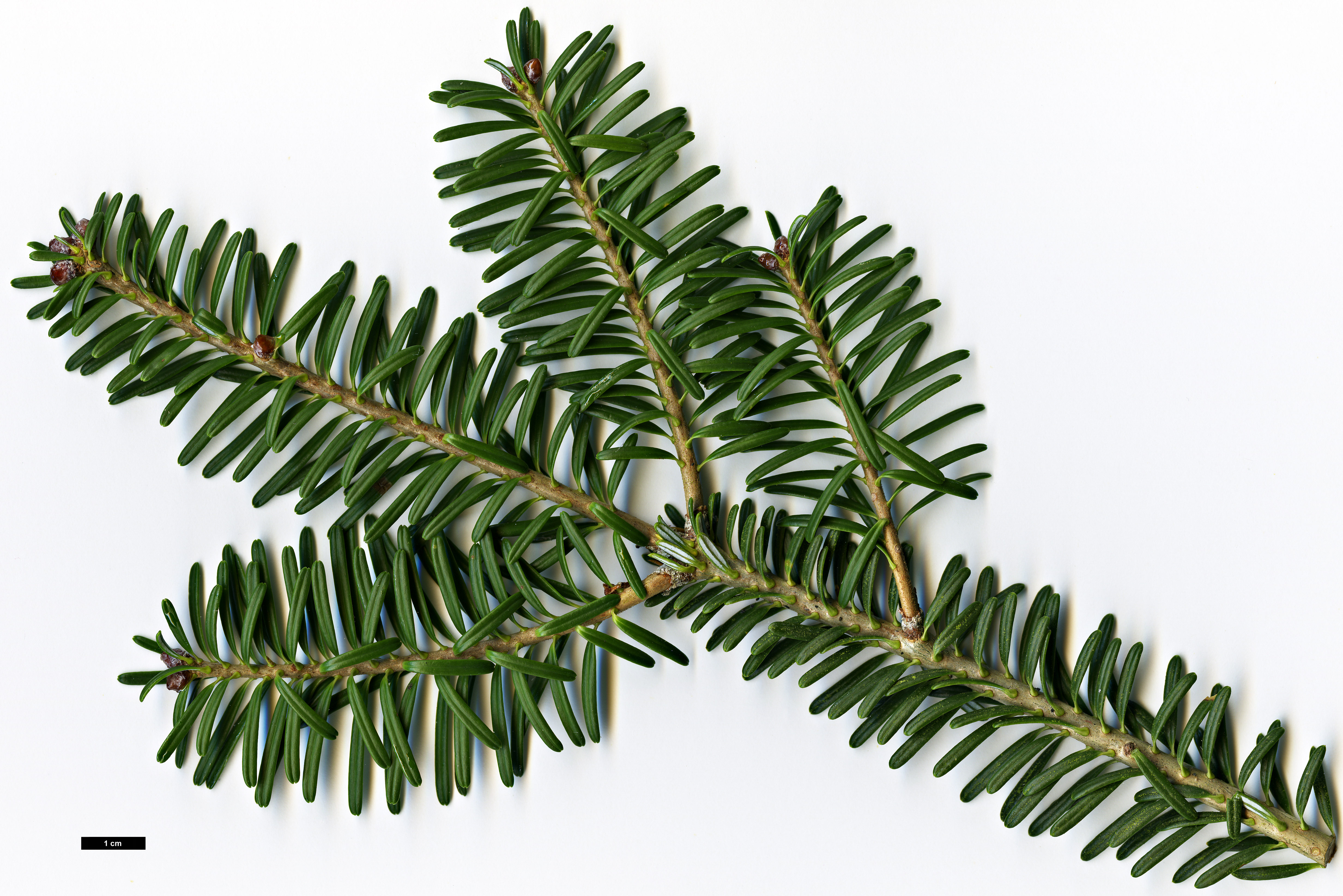 High resolution image: Family: Pinaceae - Genus: Abies - Taxon: koreana High resolution image: Family: Pinaceae - Genus: Abies - Taxon: koreana