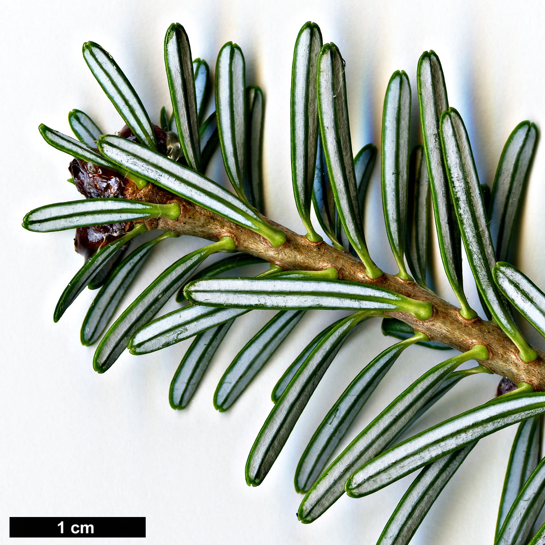 High resolution image: Family: Pinaceae - Genus: Abies - Taxon: koreana High resolution image: Family: Pinaceae - Genus: Abies - Taxon: koreana