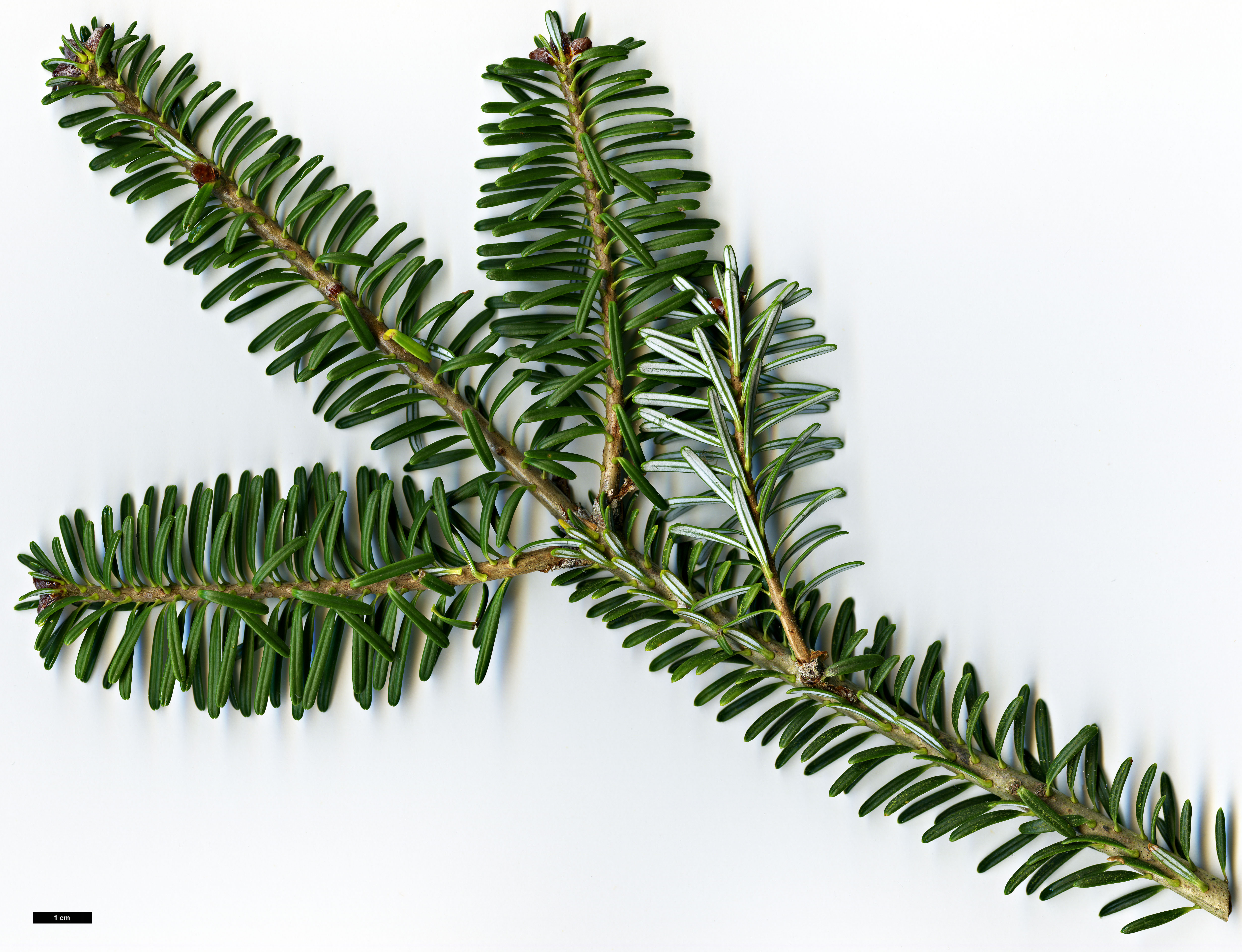 High resolution image: Family: Pinaceae - Genus: Abies - Taxon: koreana High resolution image: Family: Pinaceae - Genus: Abies - Taxon: koreana