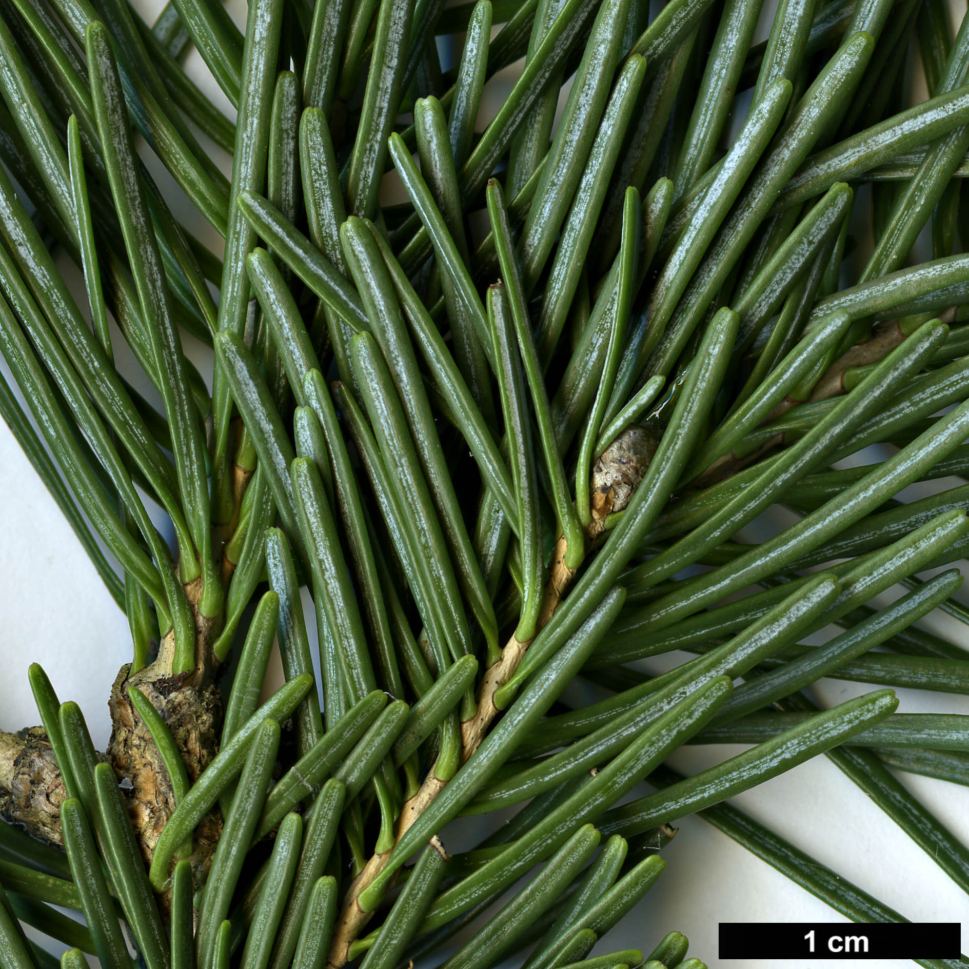 High resolution image: Family: Pinaceae - Genus: Abies - Taxon: lasiocarpa