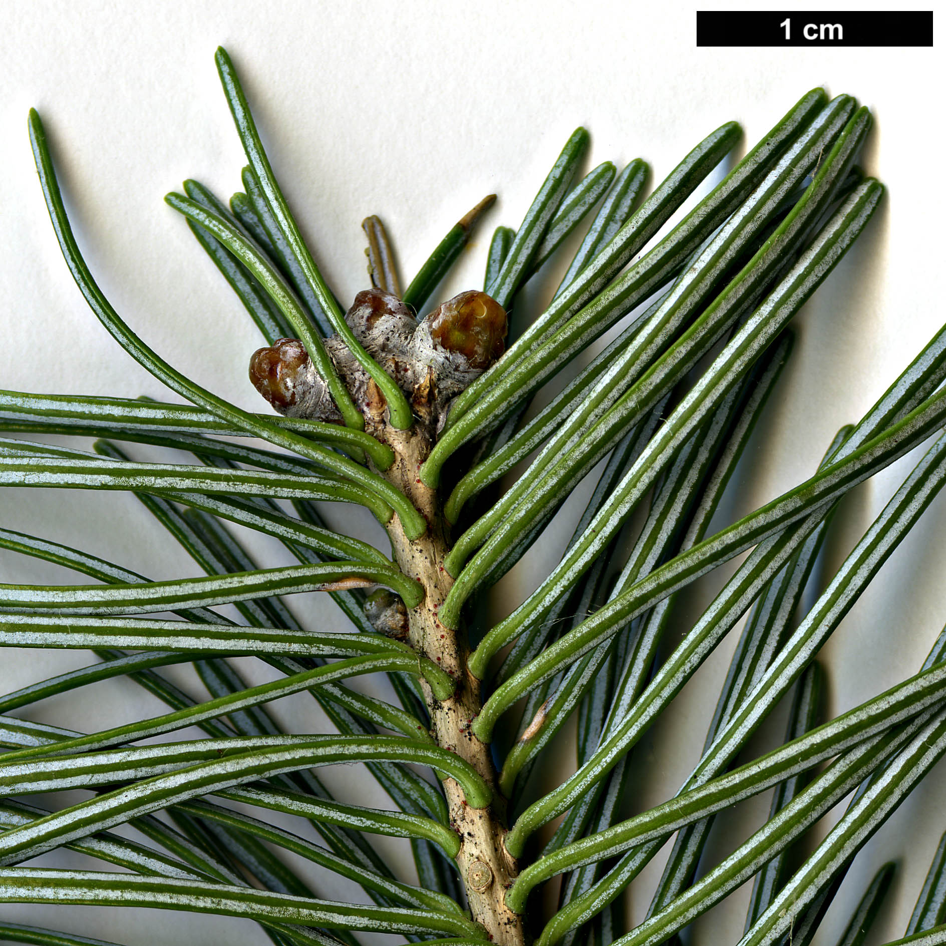 High resolution image: Family: Pinaceae - Genus: Abies - Taxon: lasiocarpa