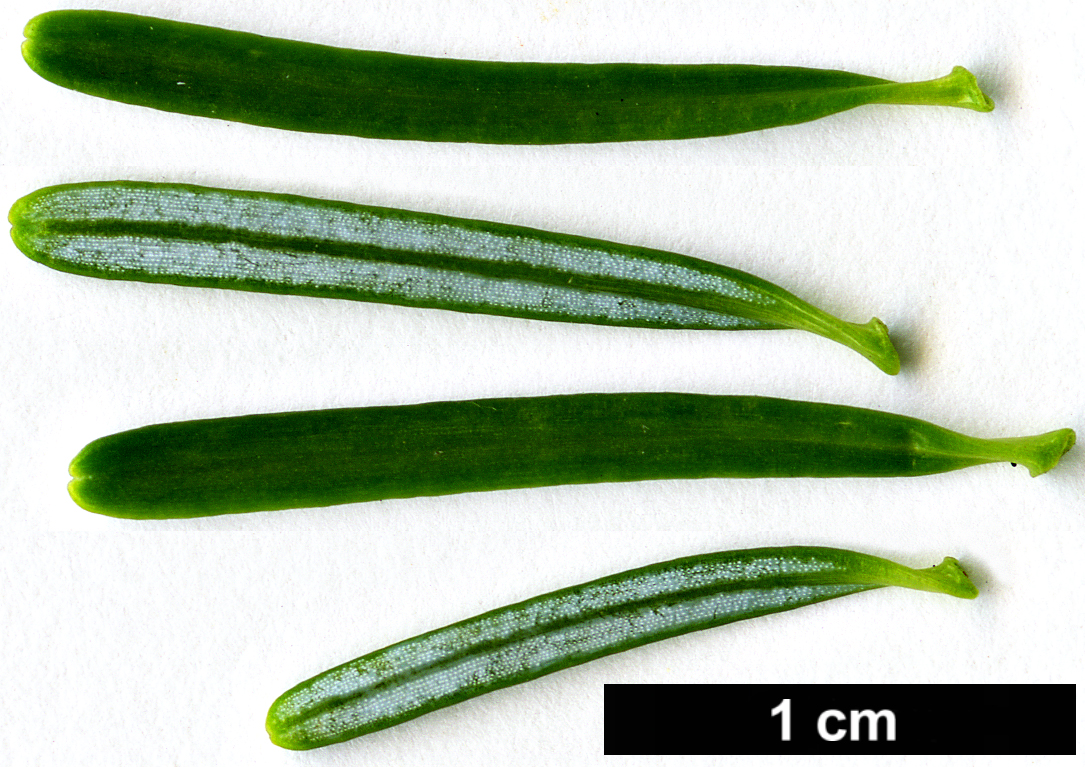 High resolution image: Family: Pinaceae - Genus: Abies - Taxon: nephrolepis