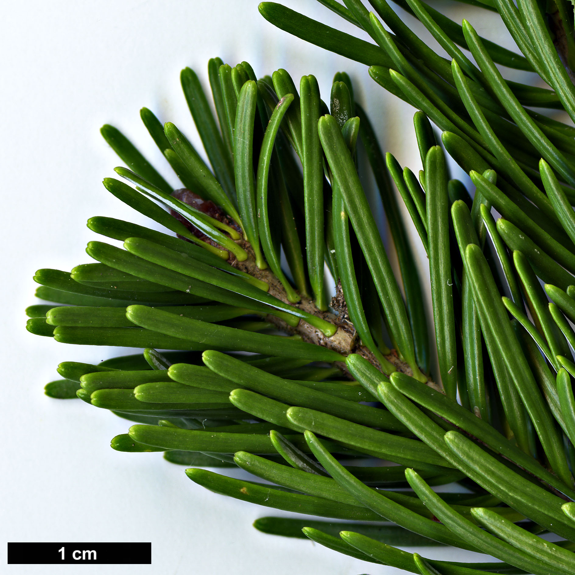 High resolution image: Family: Pinaceae - Genus: Abies - Taxon: nephrolepis