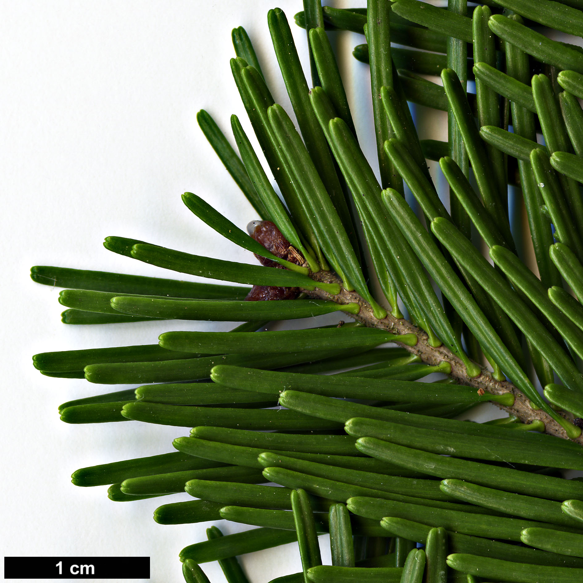 High resolution image: Family: Pinaceae - Genus: Abies - Taxon: nephrolepis