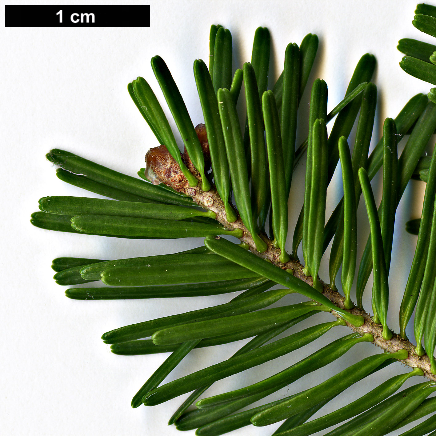 High resolution image: Family: Pinaceae - Genus: Abies - Taxon: nephrolepis