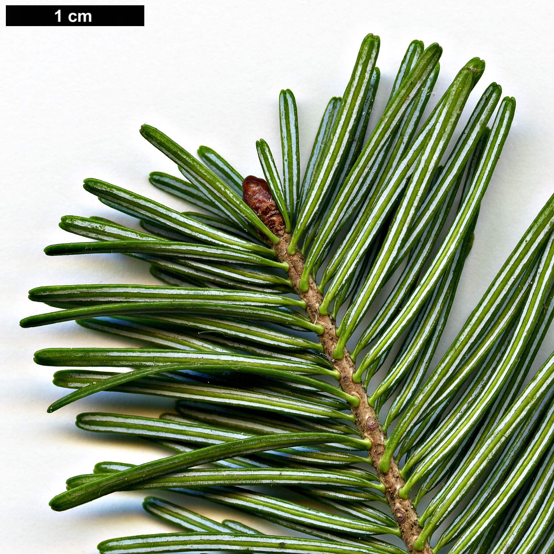 High resolution image: Family: Pinaceae - Genus: Abies - Taxon: nephrolepis