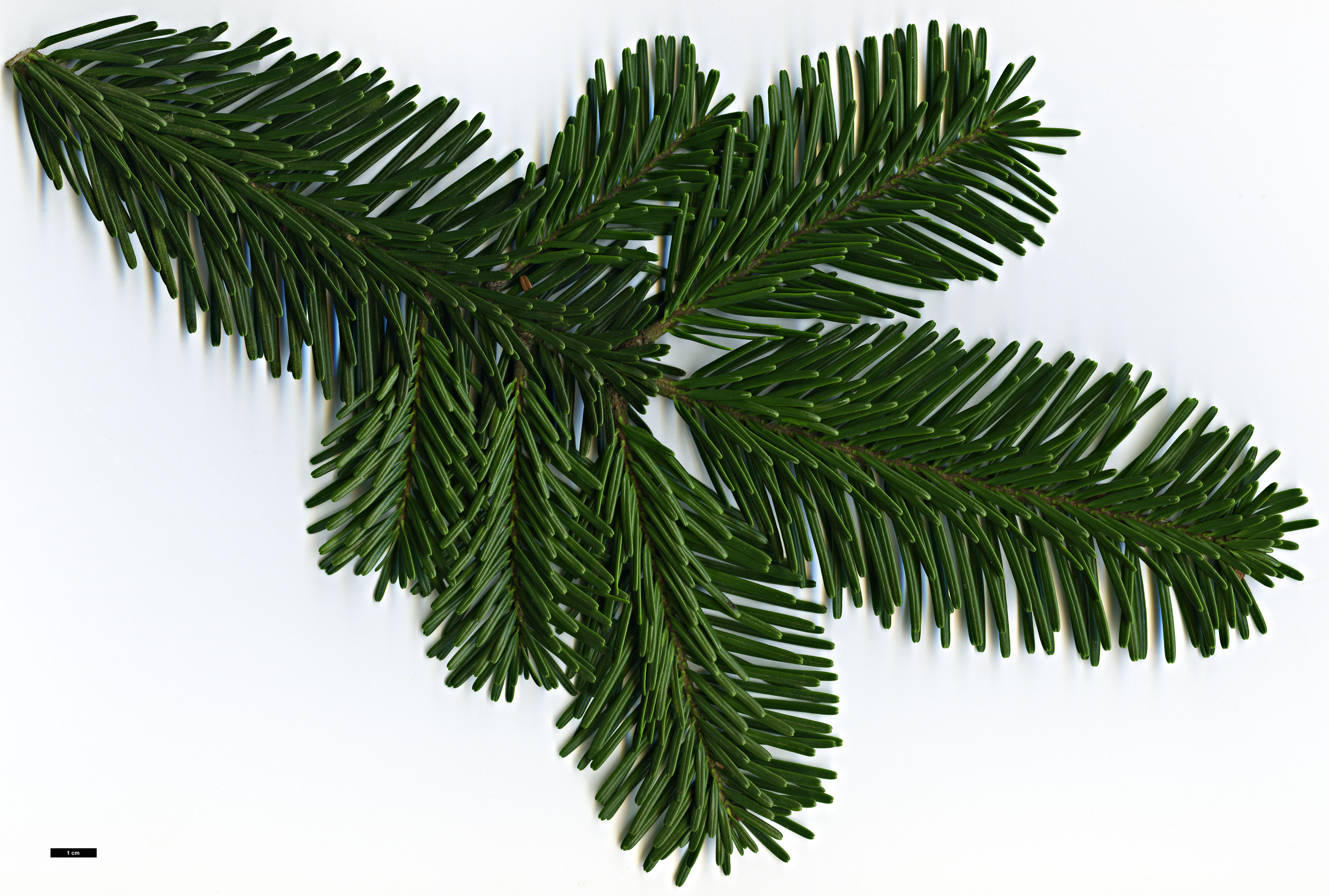 High resolution image: Family: Pinaceae - Genus: Abies - Taxon: nordmanniana High resolution image: Family: Pinaceae - Genus: Abies - Taxon: nordmanniana