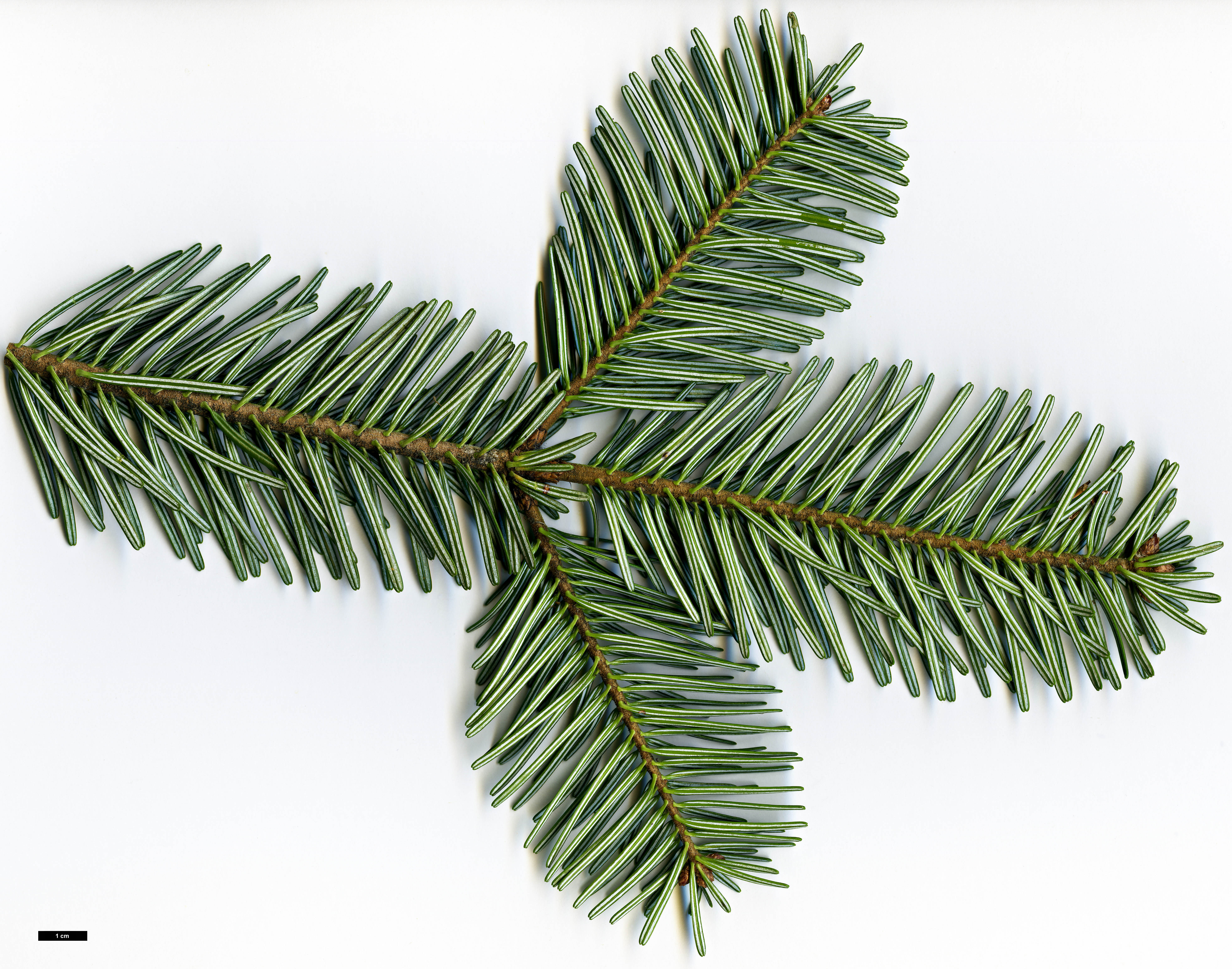 High resolution image: Family: Pinaceae - Genus: Abies - Taxon: nordmanniana High resolution image: Family: Pinaceae - Genus: Abies - Taxon: nordmanniana