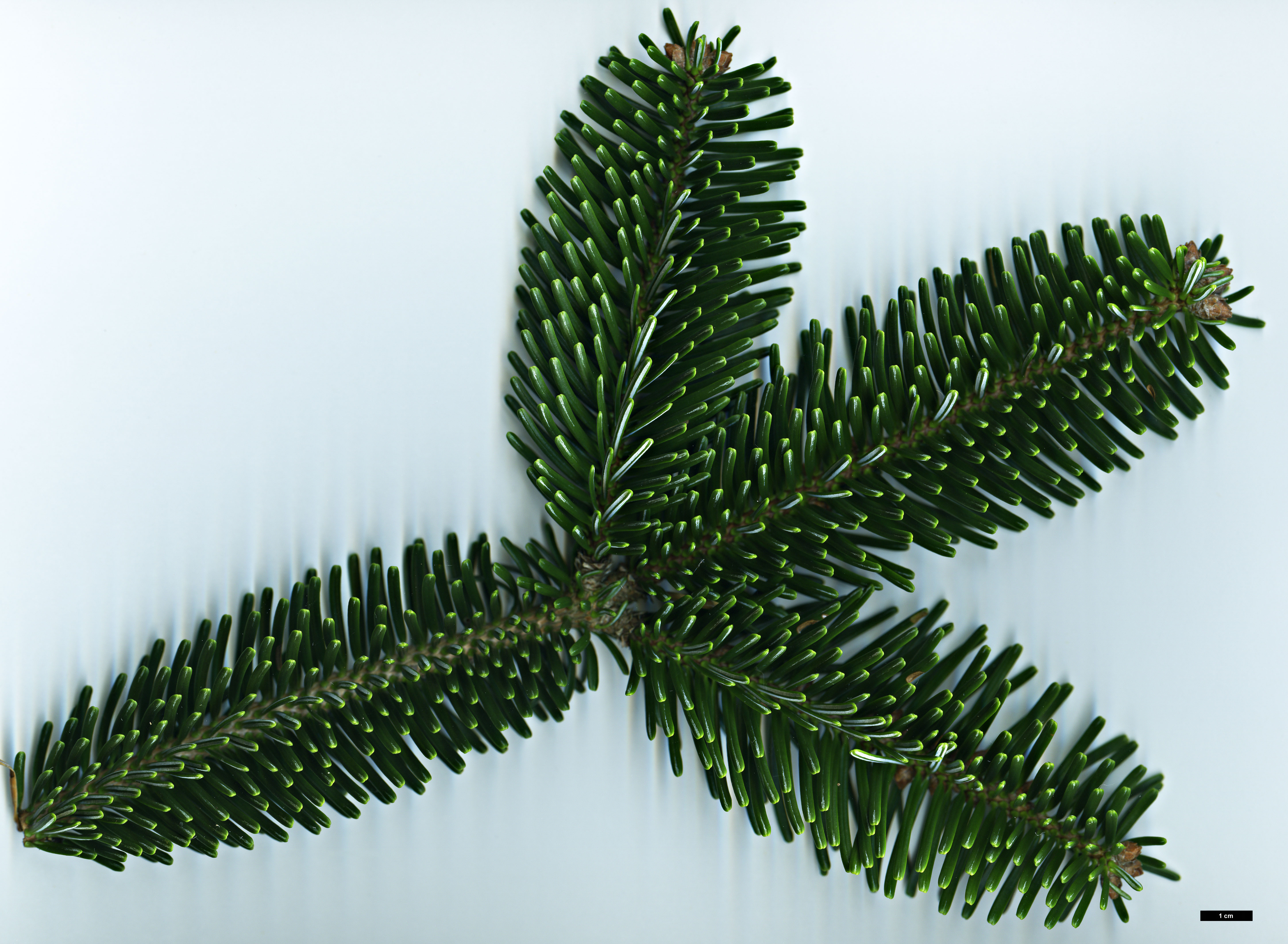 High resolution image: Family: Pinaceae - Genus: Abies - Taxon: numidica High resolution image: Family: Pinaceae - Genus: Abies - Taxon: numidica