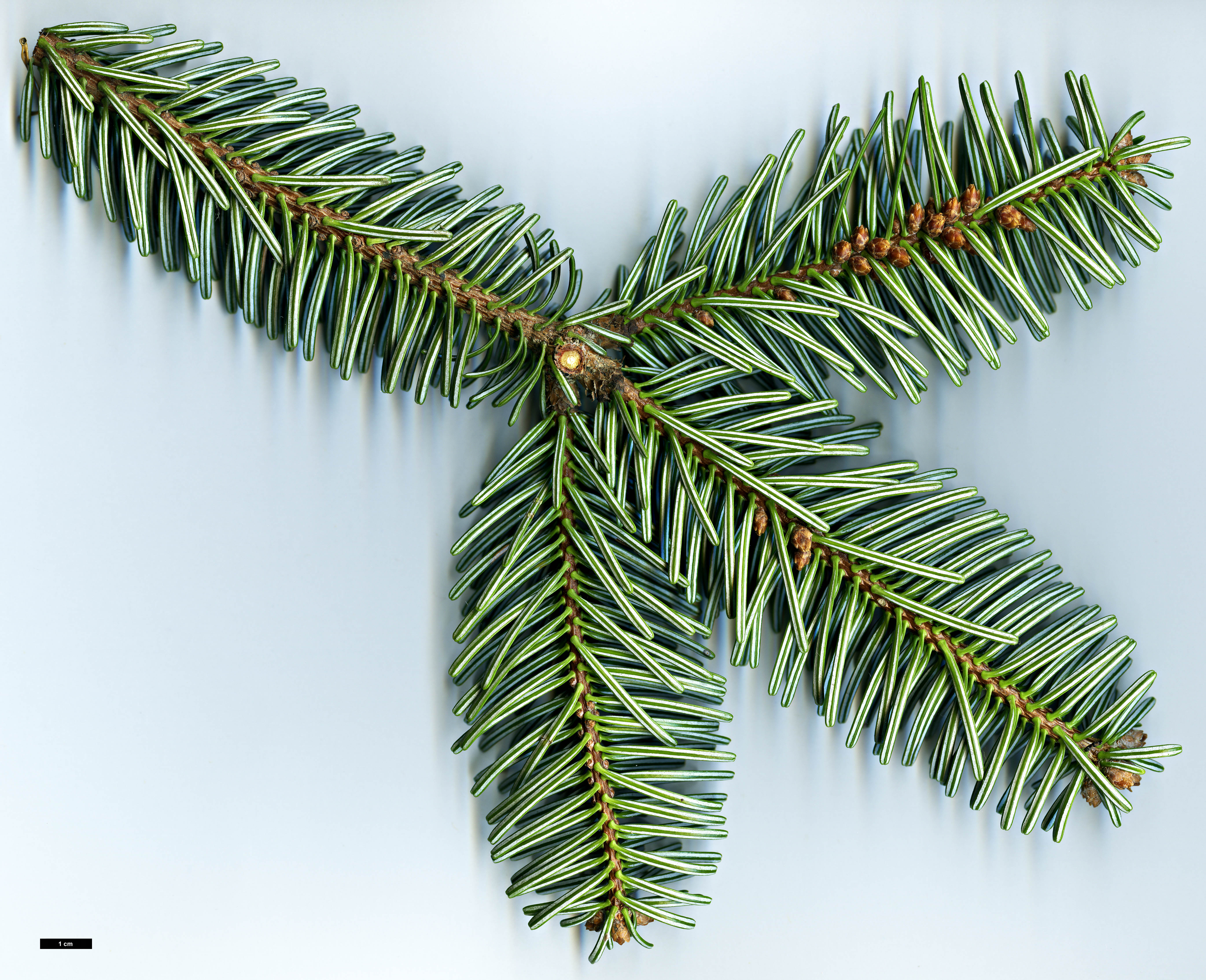 High resolution image: Family: Pinaceae - Genus: Abies - Taxon: numidica High resolution image: Family: Pinaceae - Genus: Abies - Taxon: numidica