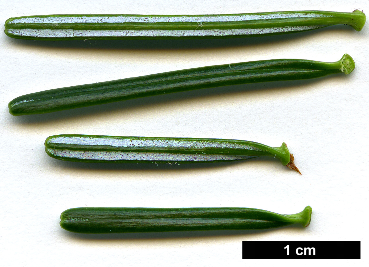 High resolution image: Family: Pinaceae - Genus: Abies - Taxon: numidica High resolution image: Family: Pinaceae - Genus: Abies - Taxon: numidica