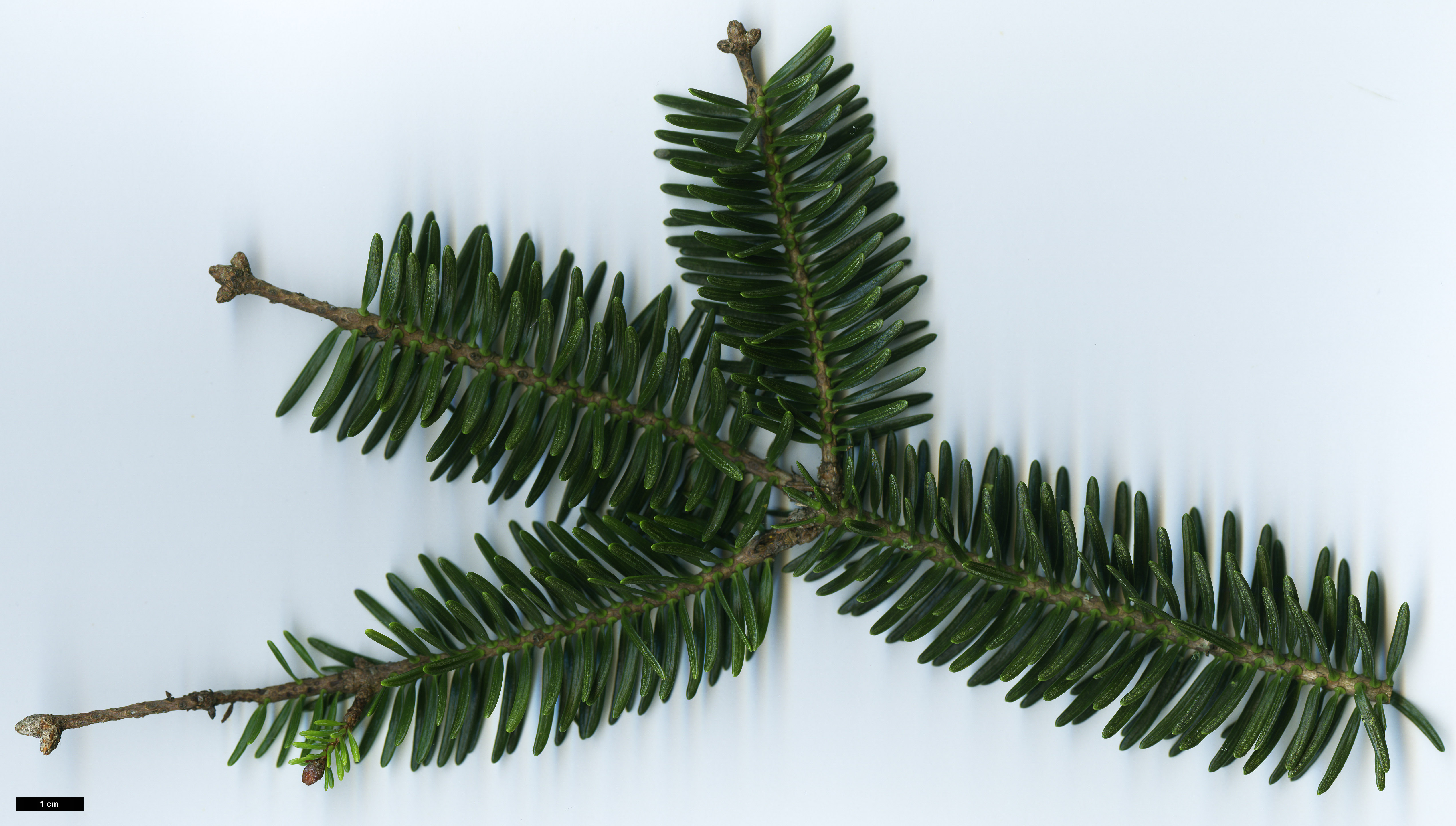 High resolution image: Family: Pinaceae - Genus: Abies - Taxon: numidica High resolution image: Family: Pinaceae - Genus: Abies - Taxon: numidica