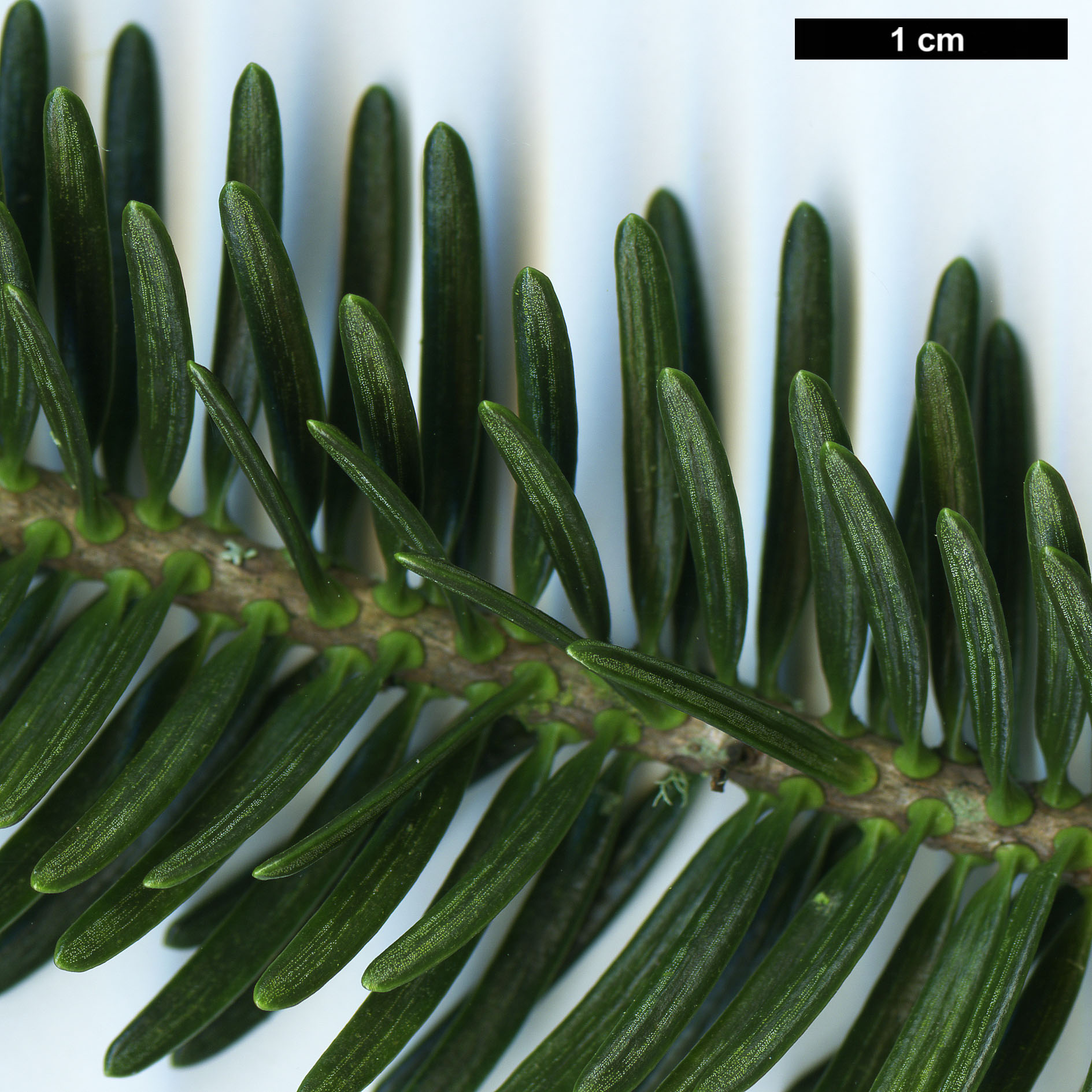 High resolution image: Family: Pinaceae - Genus: Abies - Taxon: numidica High resolution image: Family: Pinaceae - Genus: Abies - Taxon: numidica