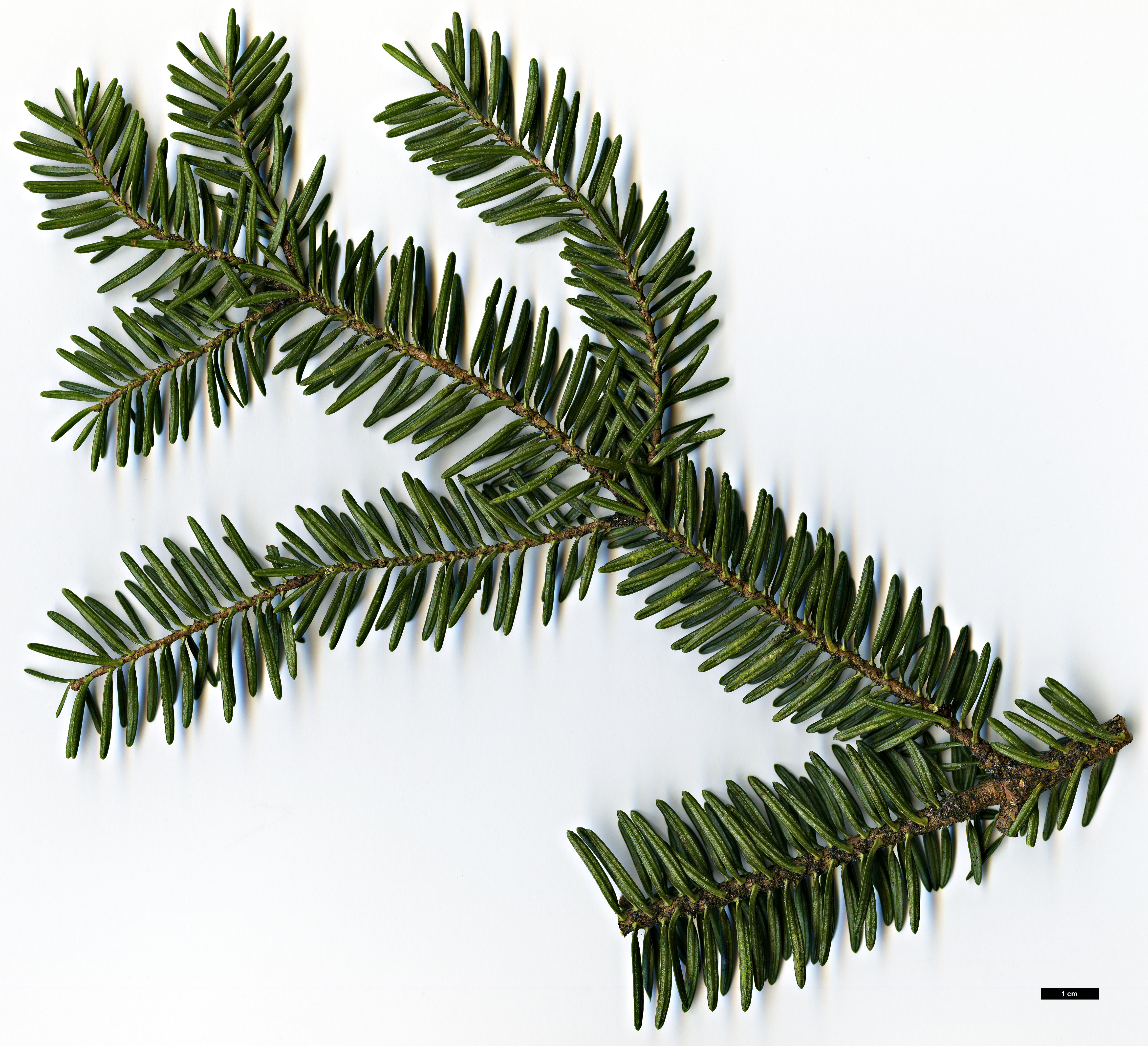 High resolution image: Family: Pinaceae - Genus: Abies - Taxon: numidica High resolution image: Family: Pinaceae - Genus: Abies - Taxon: numidica