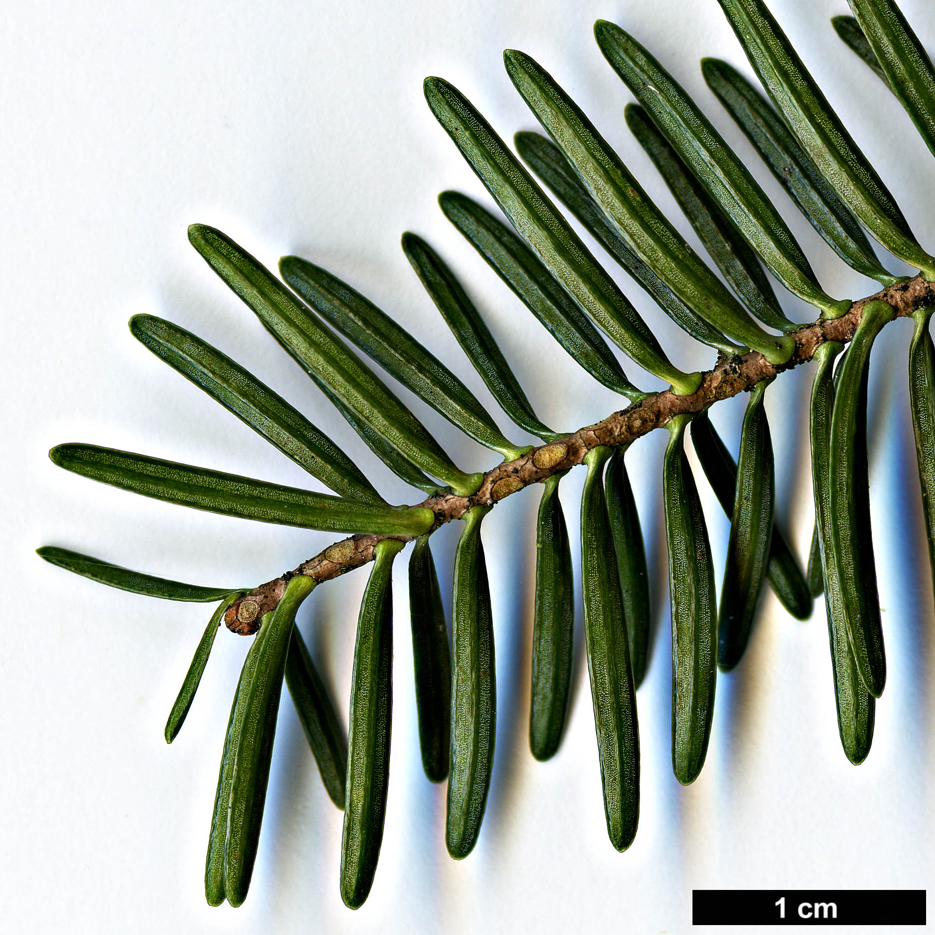 High resolution image: Family: Pinaceae - Genus: Abies - Taxon: numidica High resolution image: Family: Pinaceae - Genus: Abies - Taxon: numidica