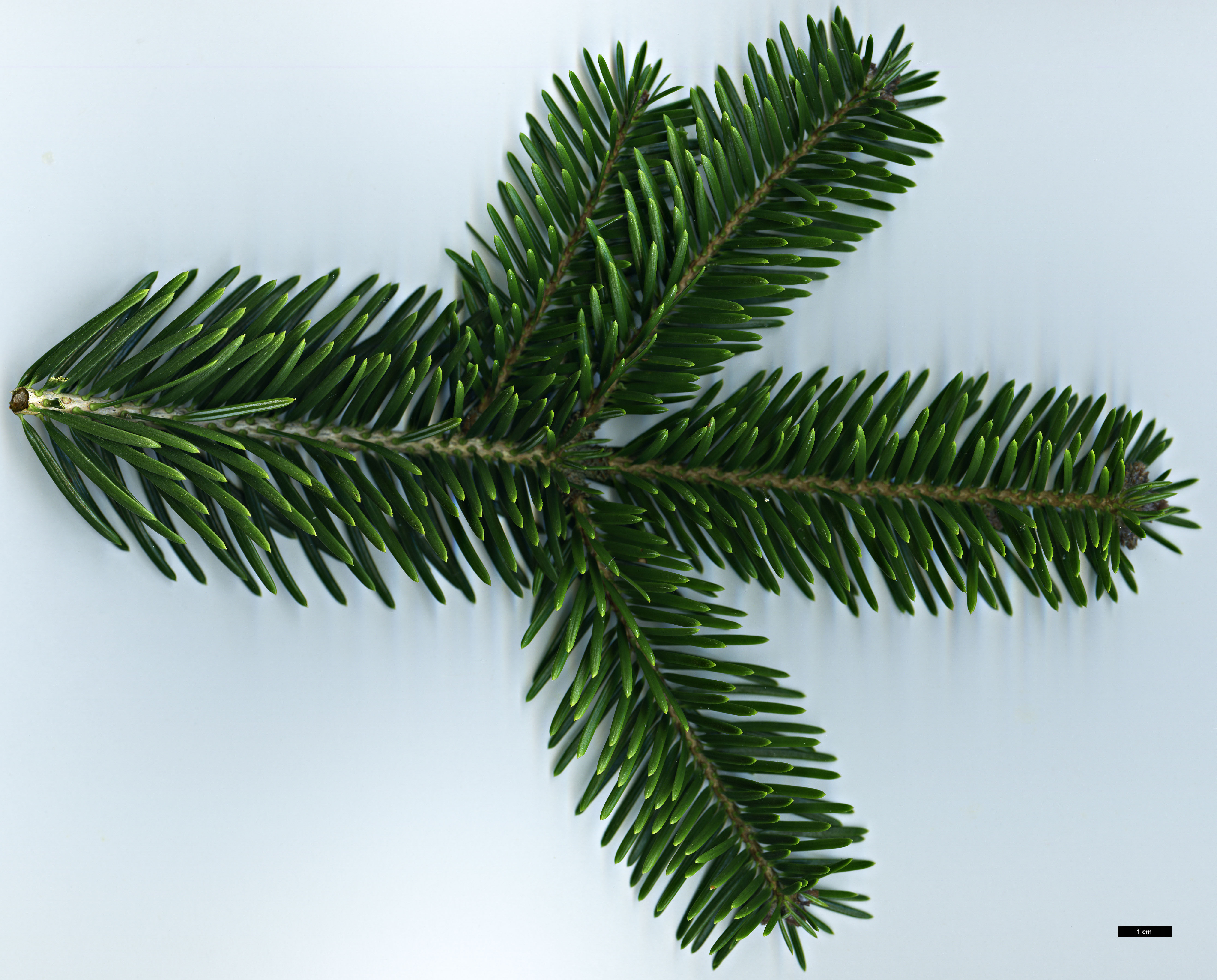 High resolution image: Family: Pinaceae - Genus: Abies - Taxon: numidica High resolution image: Family: Pinaceae - Genus: Abies - Taxon: numidica