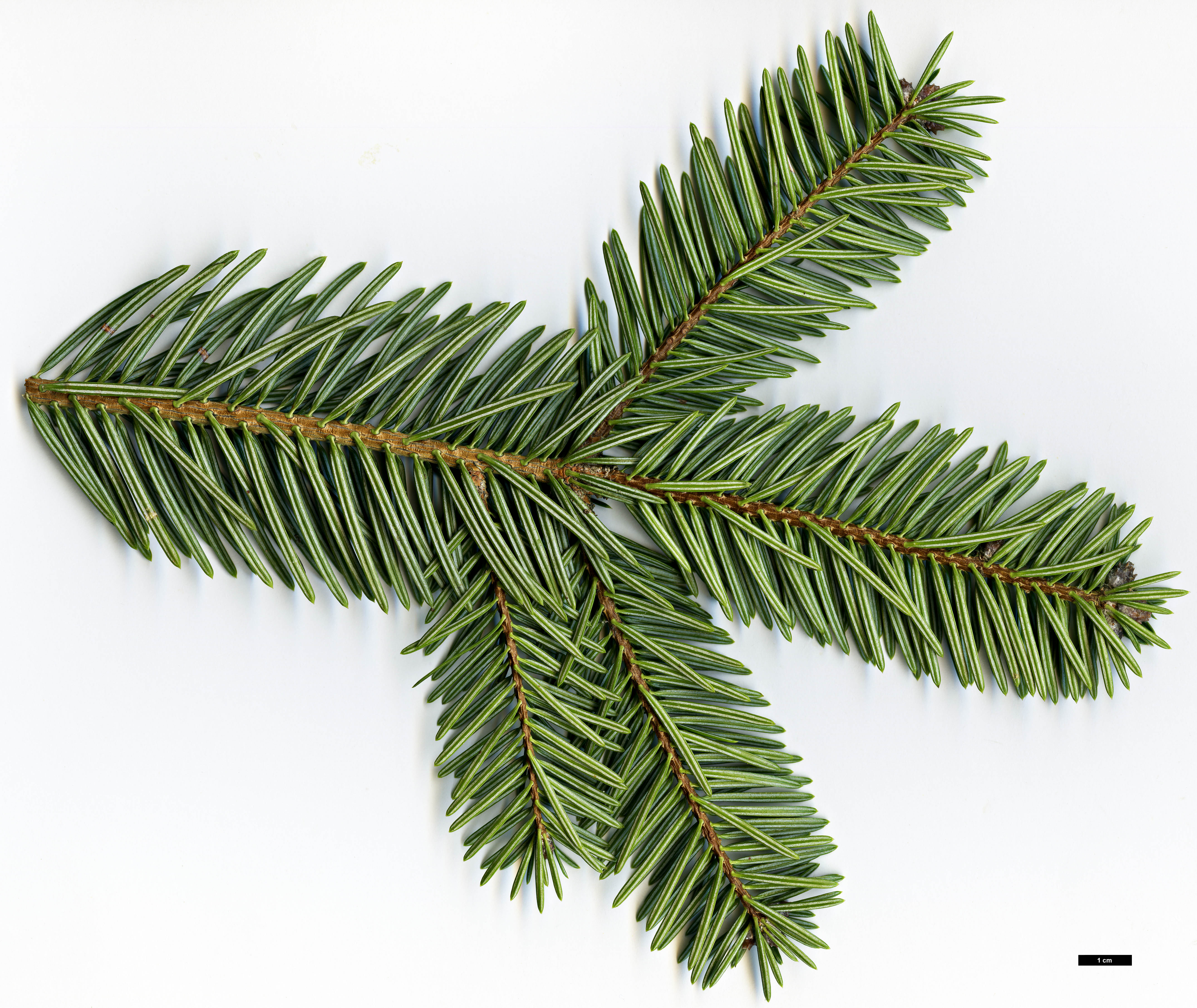 High resolution image: Family: Pinaceae - Genus: Abies - Taxon: numidica High resolution image: Family: Pinaceae - Genus: Abies - Taxon: numidica