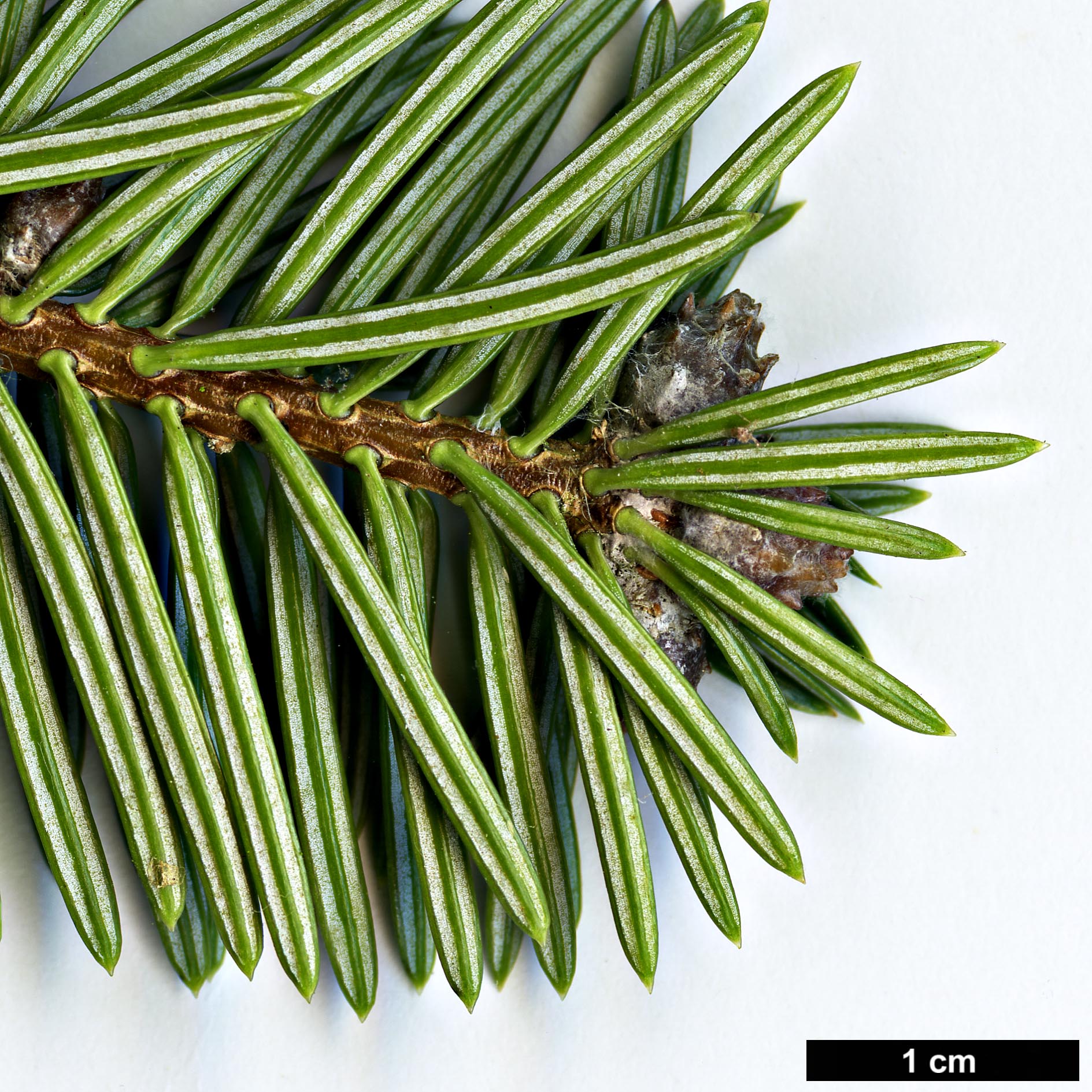 High resolution image: Family: Pinaceae - Genus: Abies - Taxon: numidica High resolution image: Family: Pinaceae - Genus: Abies - Taxon: numidica