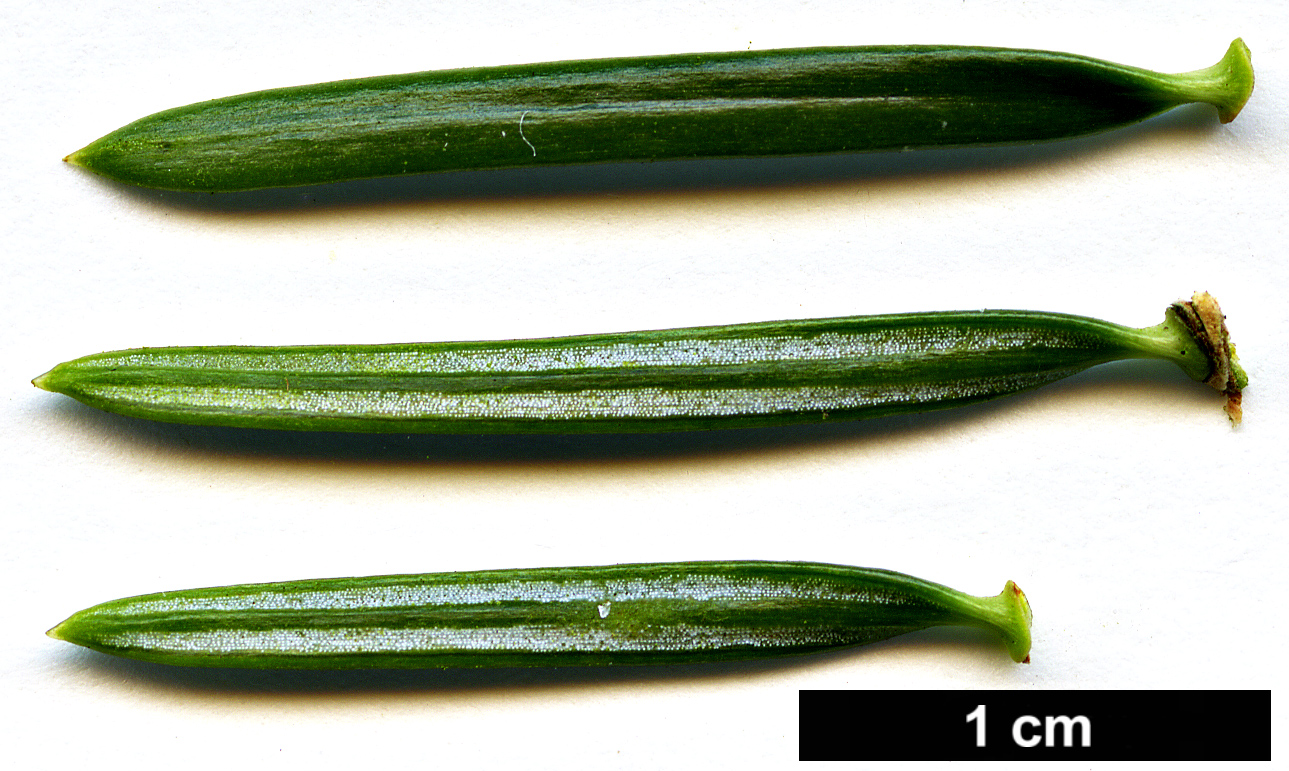 High resolution image: Family: Pinaceae - Genus: Abies - Taxon: numidica High resolution image: Family: Pinaceae - Genus: Abies - Taxon: numidica