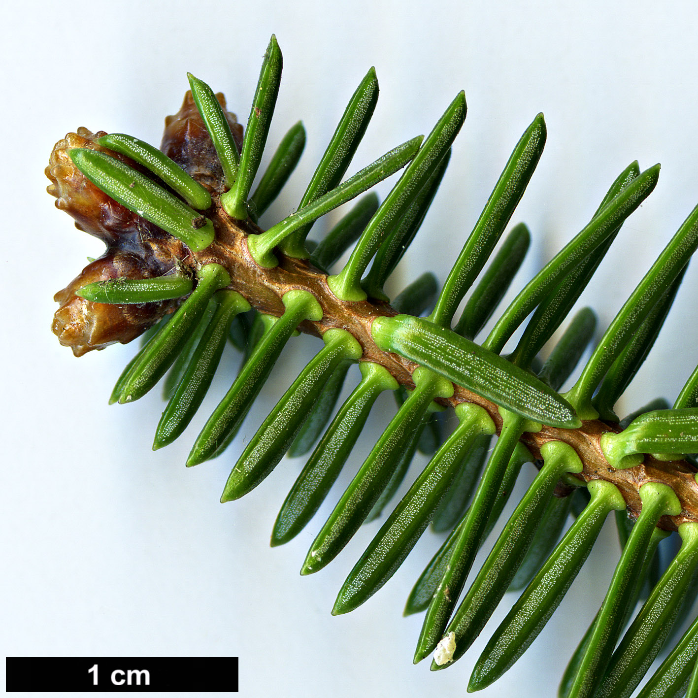 High resolution image: Family: Pinaceae - Genus: Abies - Taxon: pinsapo