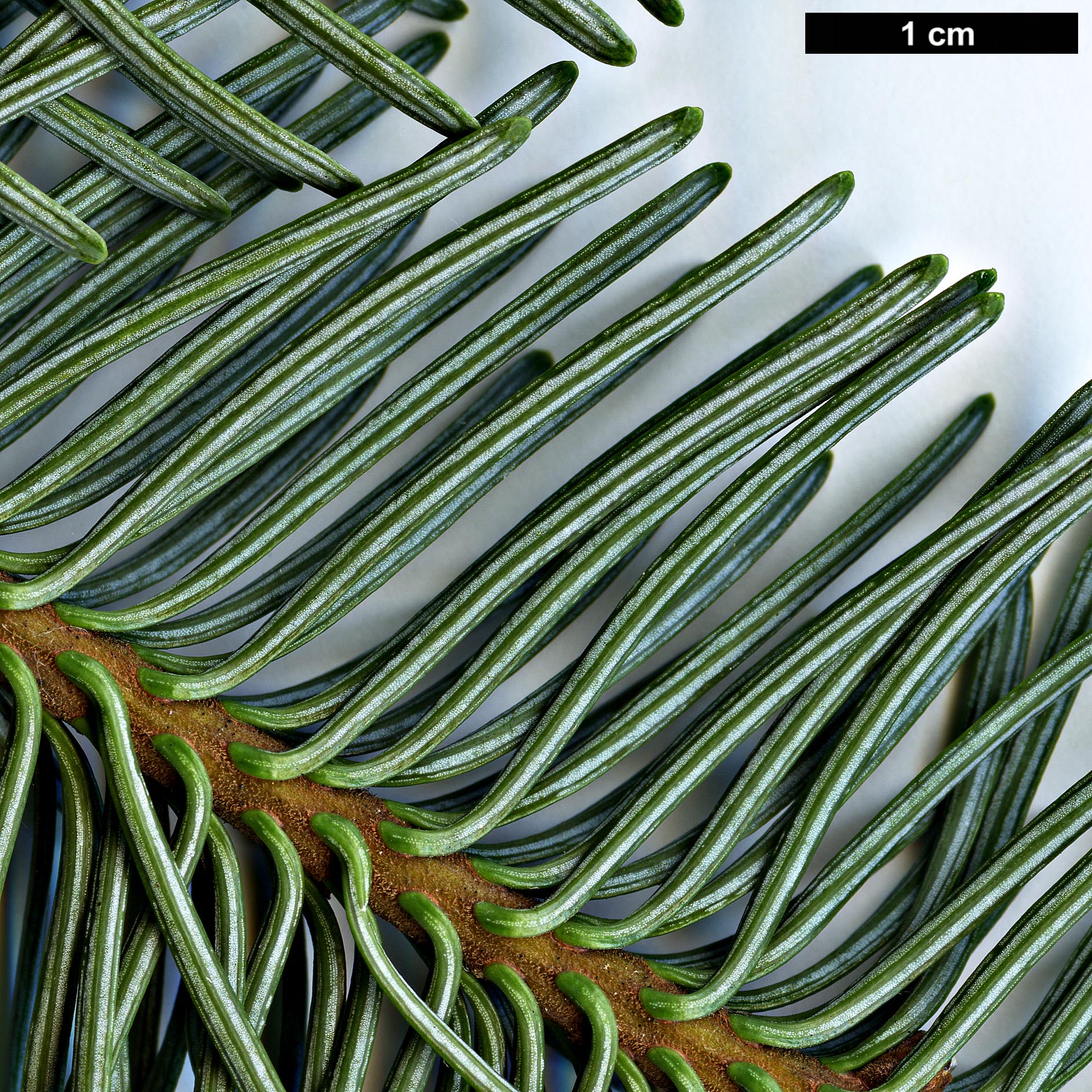 High resolution image: Family: Pinaceae - Genus: Abies - Taxon: procera - SpeciesSub: 'Glauca'