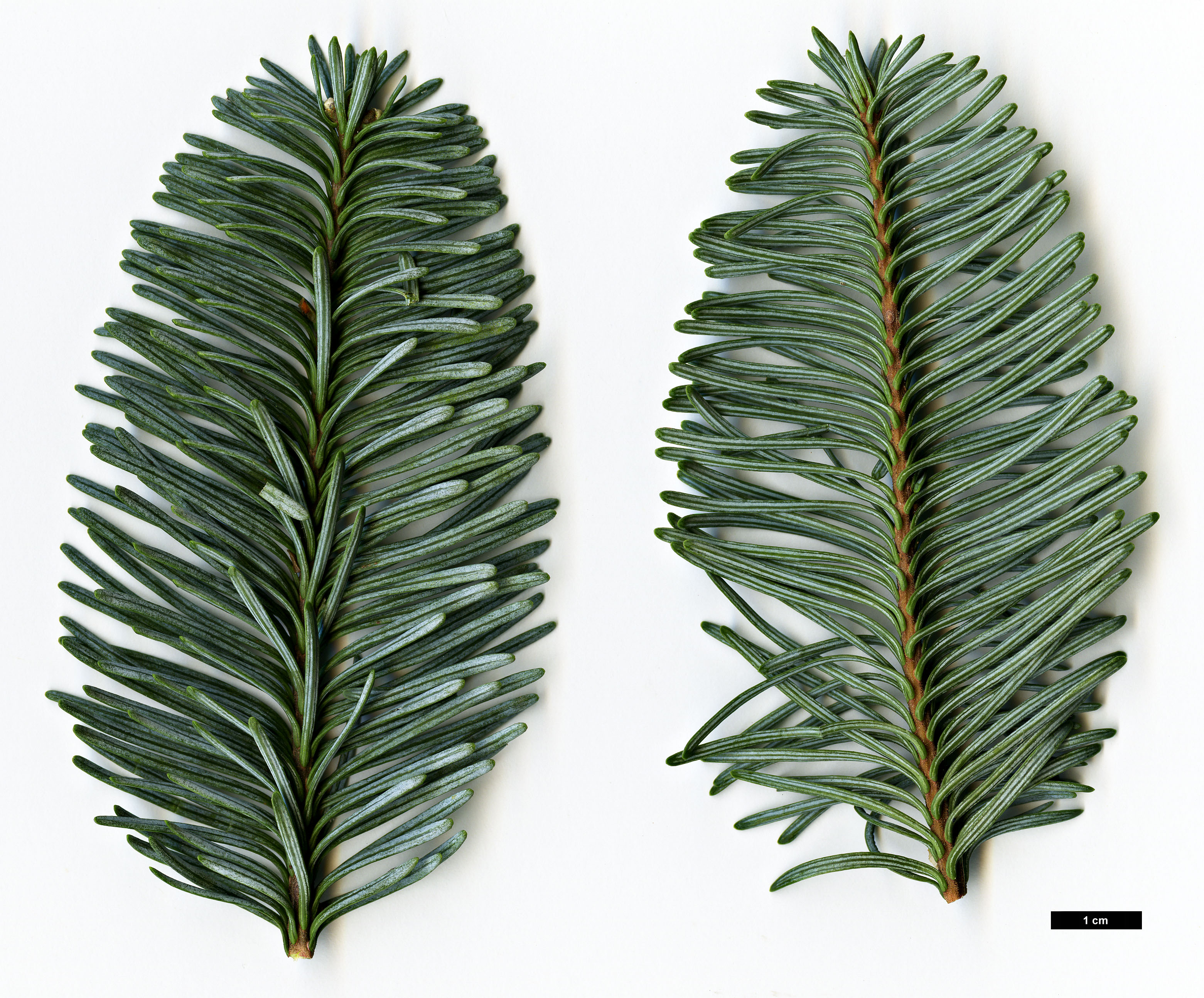 High resolution image: Family: Pinaceae - Genus: Abies - Taxon: procera - SpeciesSub: 'Glauca'