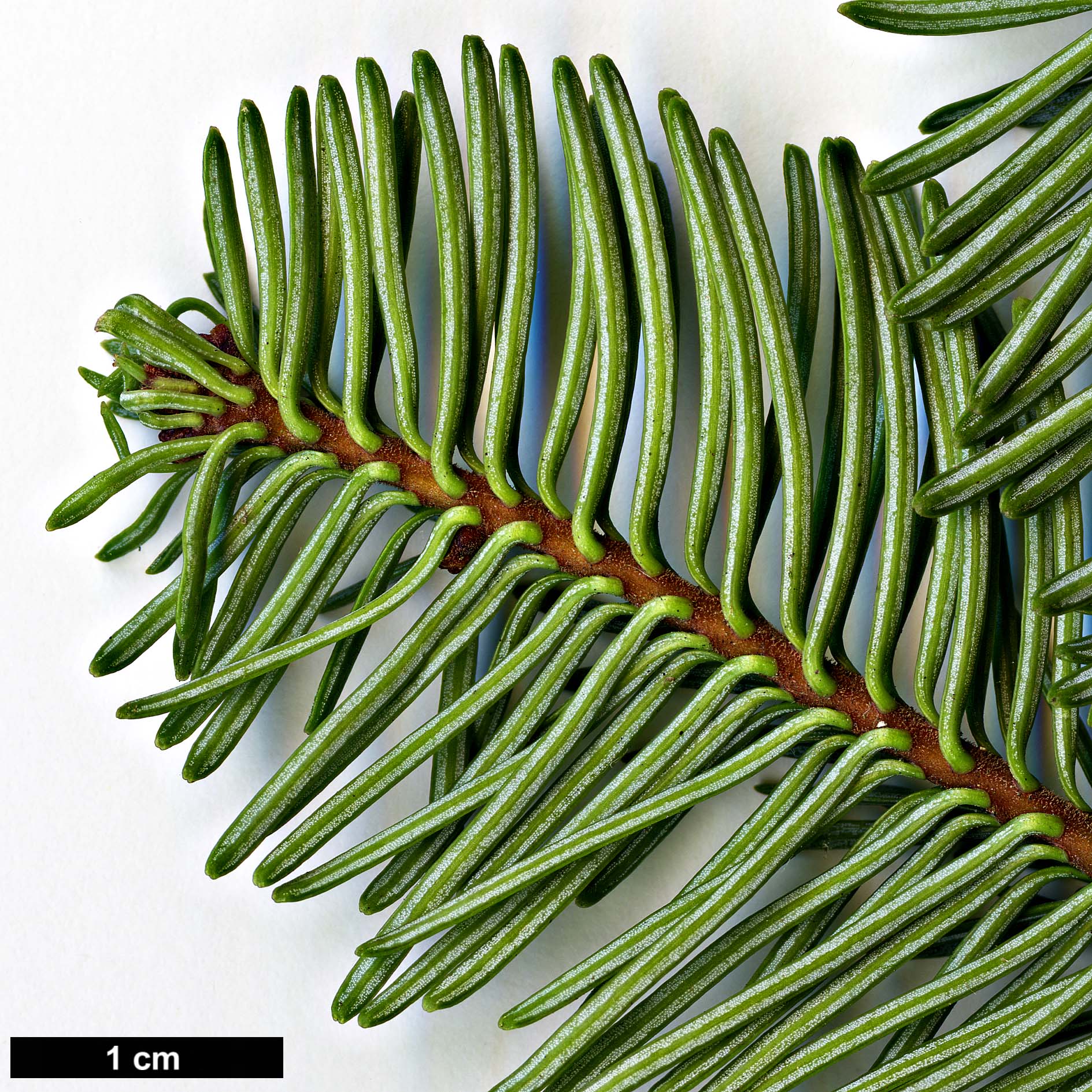 High resolution image: Family: Pinaceae - Genus: Abies - Taxon: procera