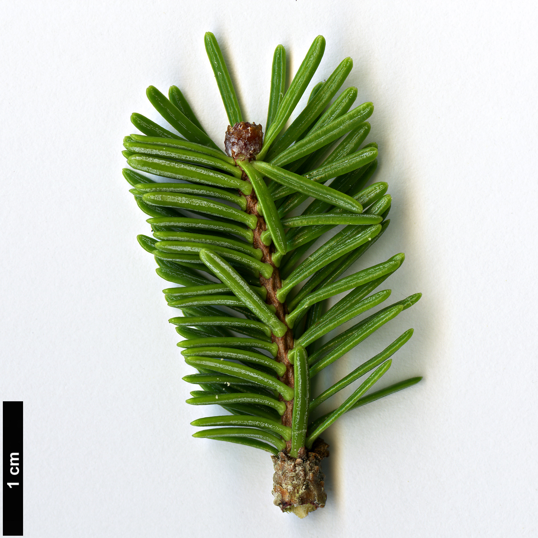 High resolution image: Family: Pinaceae - Genus: Abies - Taxon: pseudochensiensis