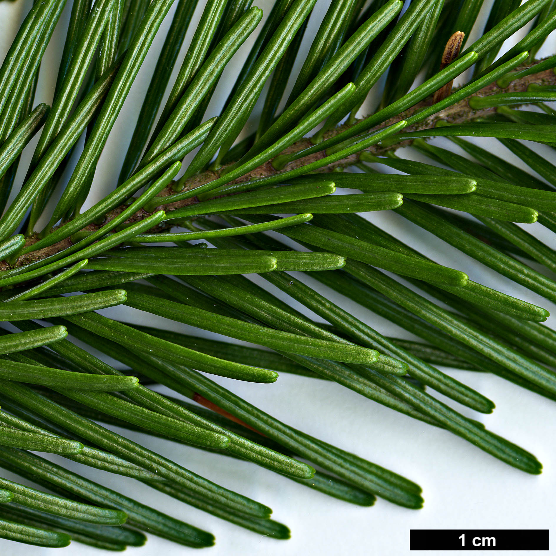 High resolution image: Family: Pinaceae - Genus: Abies - Taxon: sachalinensis