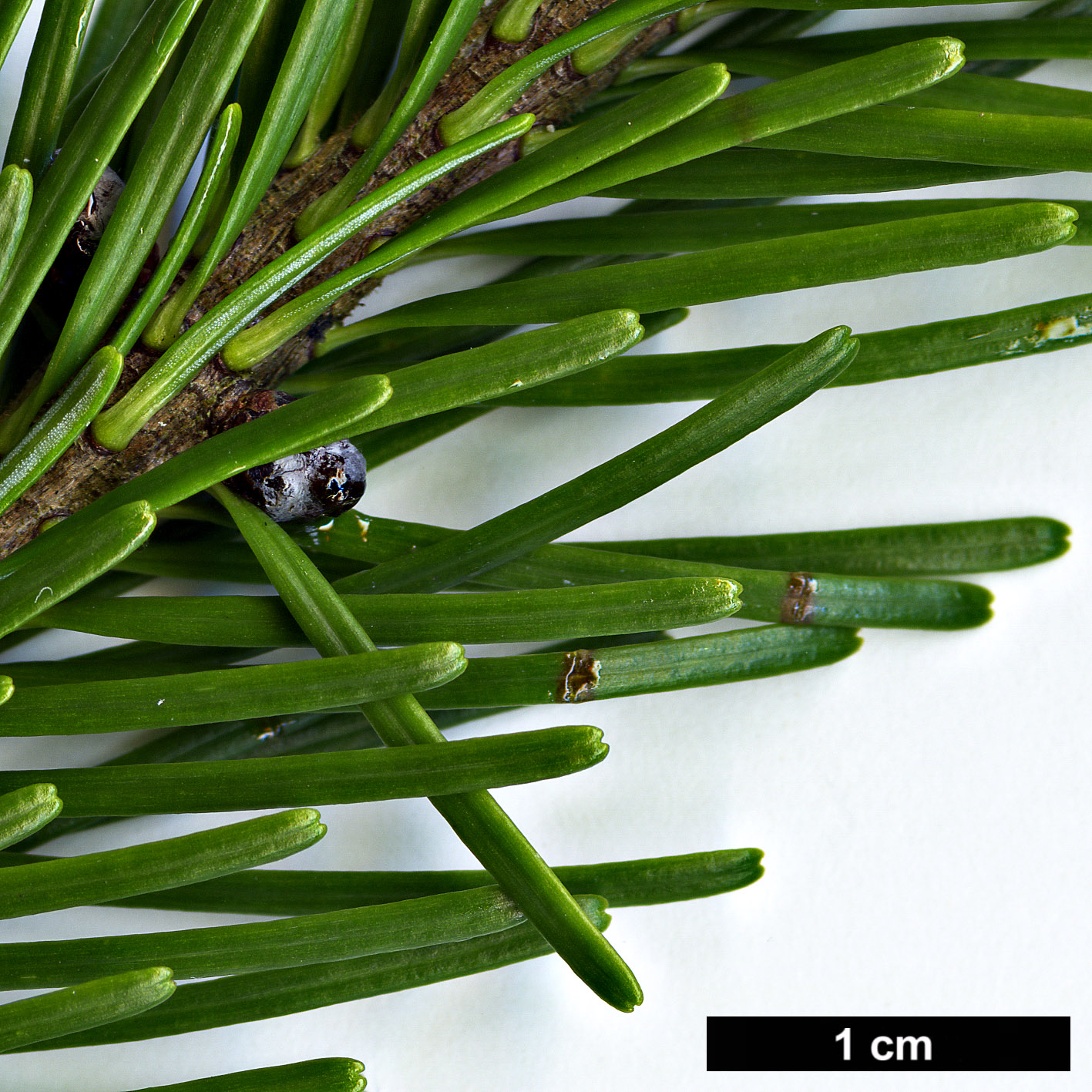 High resolution image: Family: Pinaceae - Genus: Abies - Taxon: sachalinensis