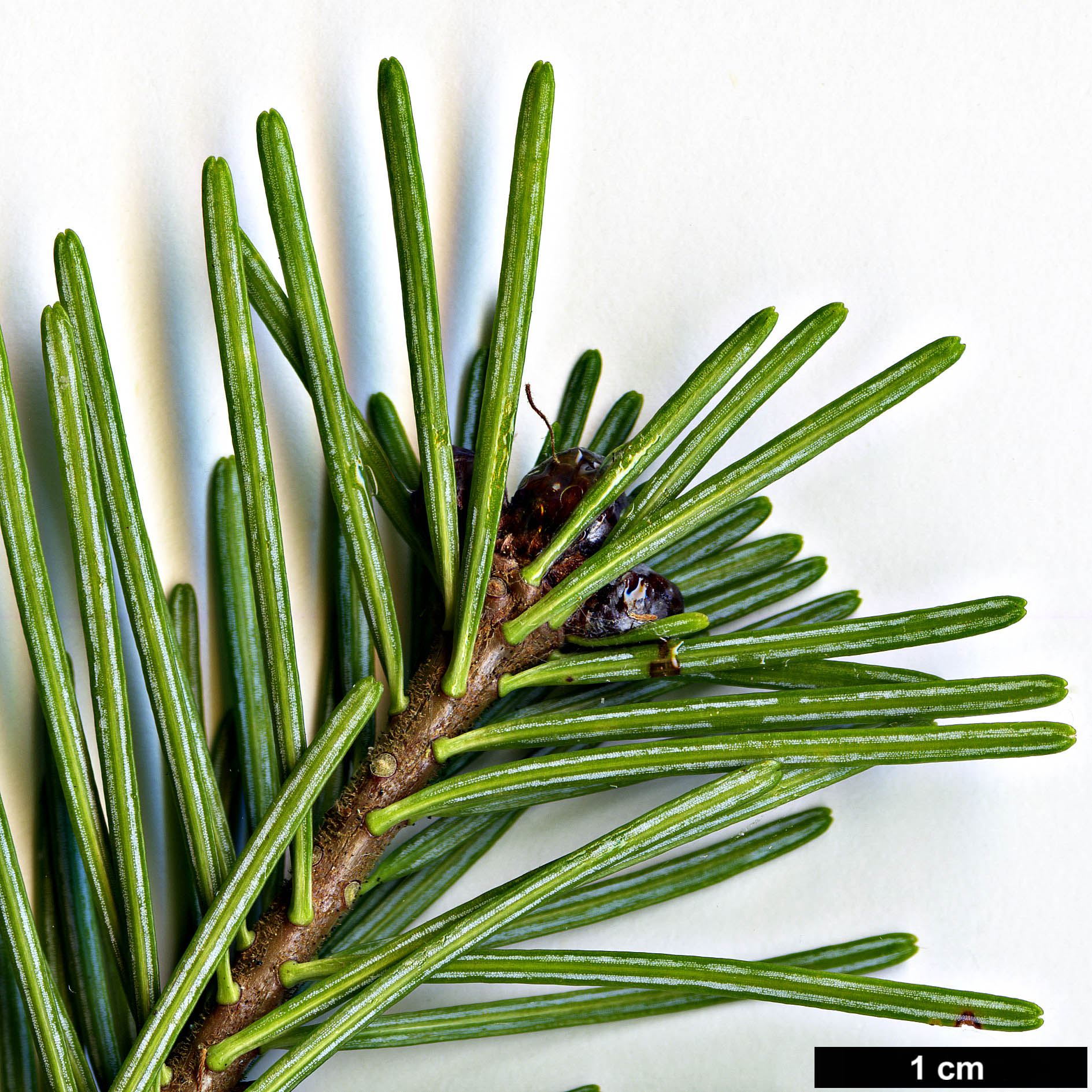 High resolution image: Family: Pinaceae - Genus: Abies - Taxon: sachalinensis