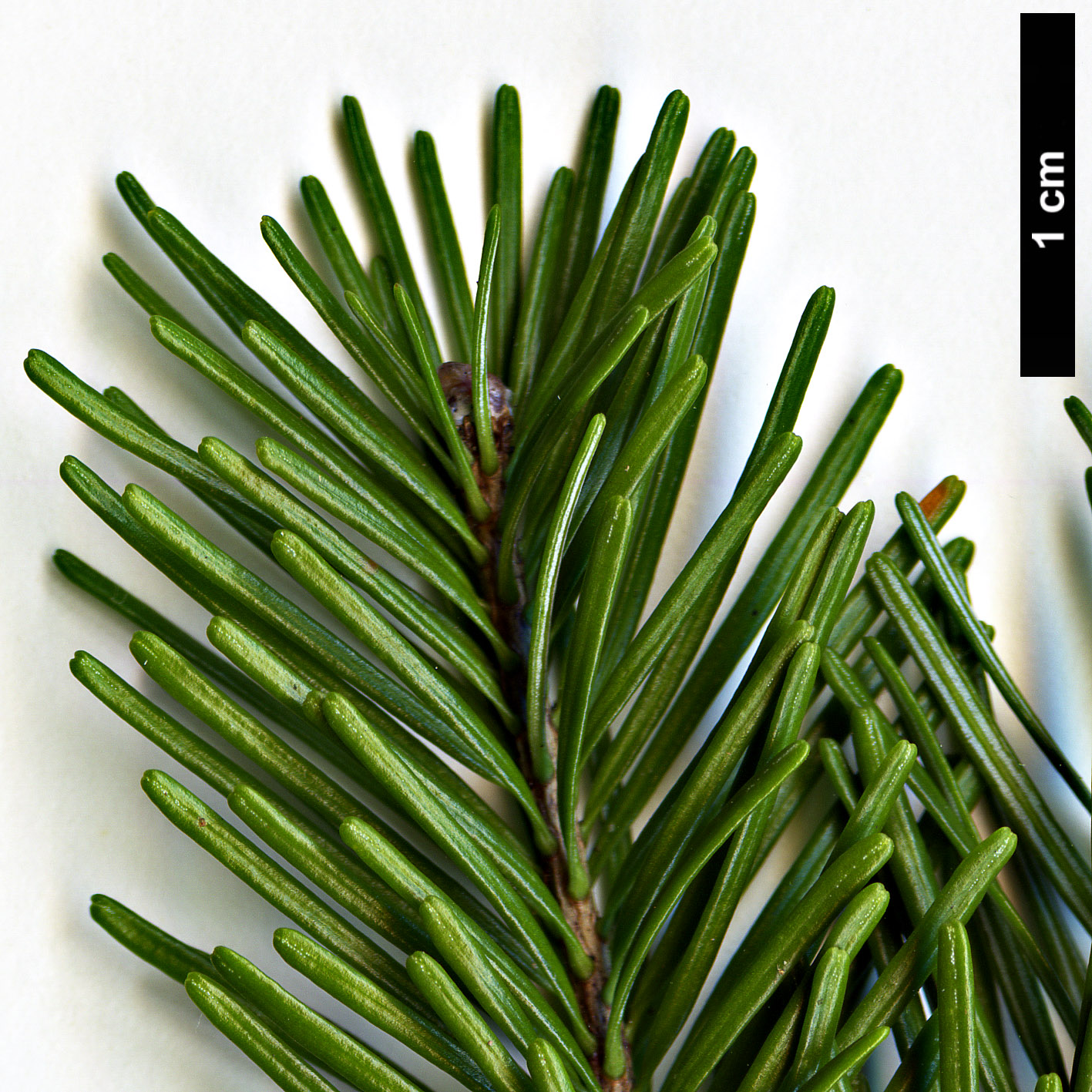 High resolution image: Family: Pinaceae - Genus: Abies - Taxon: sibirica