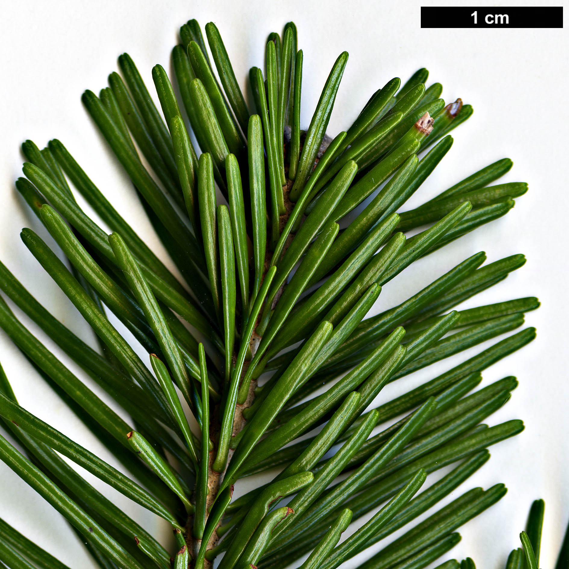 High resolution image: Family: Pinaceae - Genus: Abies - Taxon: sibirica