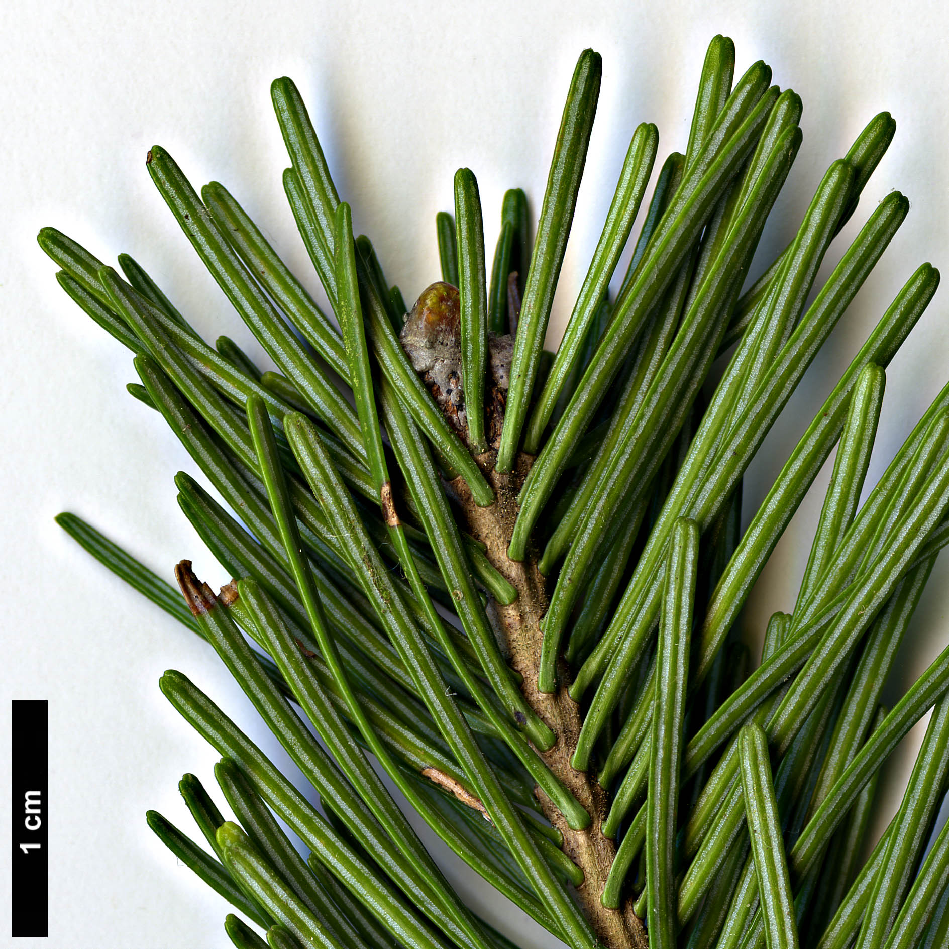 High resolution image: Family: Pinaceae - Genus: Abies - Taxon: sibirica High resolution image: Family: Pinaceae - Genus: Abies - Taxon: sibirica