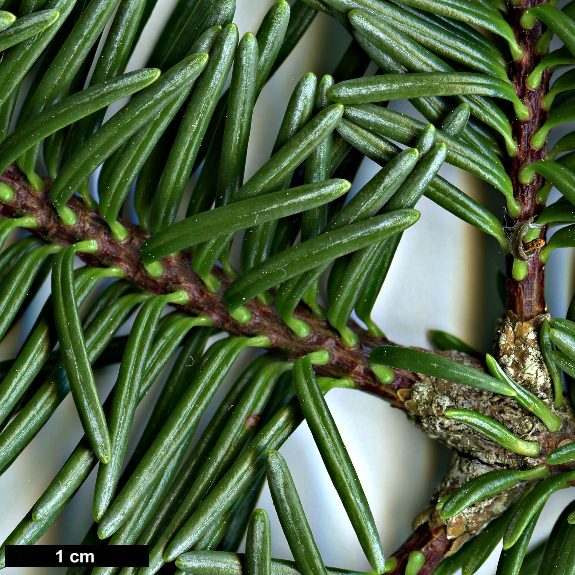 High resolution image: Family: Pinaceae - Genus: Abies - Taxon: squamata