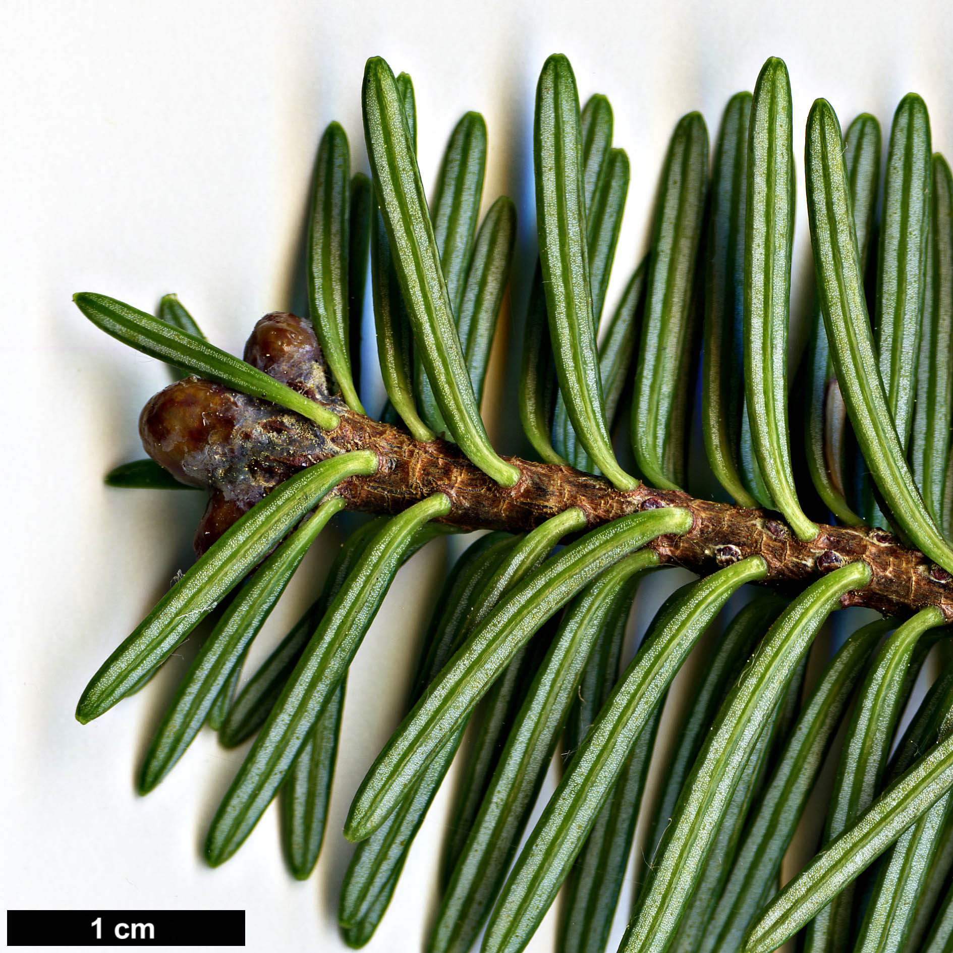 High resolution image: Family: Pinaceae - Genus: Abies - Taxon: squamata