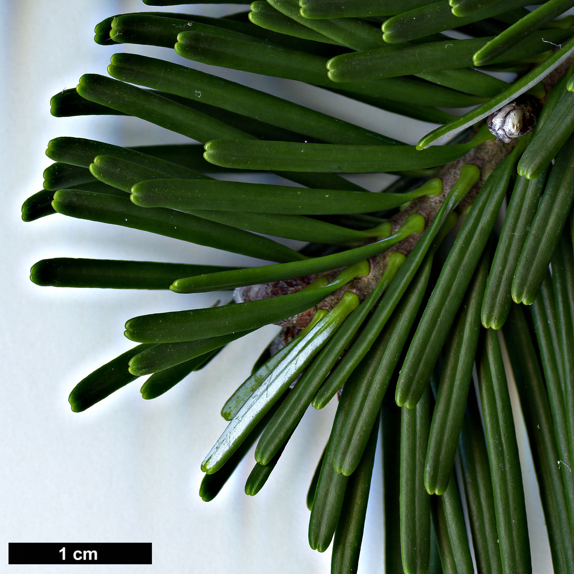 High resolution image: Family: Pinaceae - Genus: Abies - Taxon: veitchii