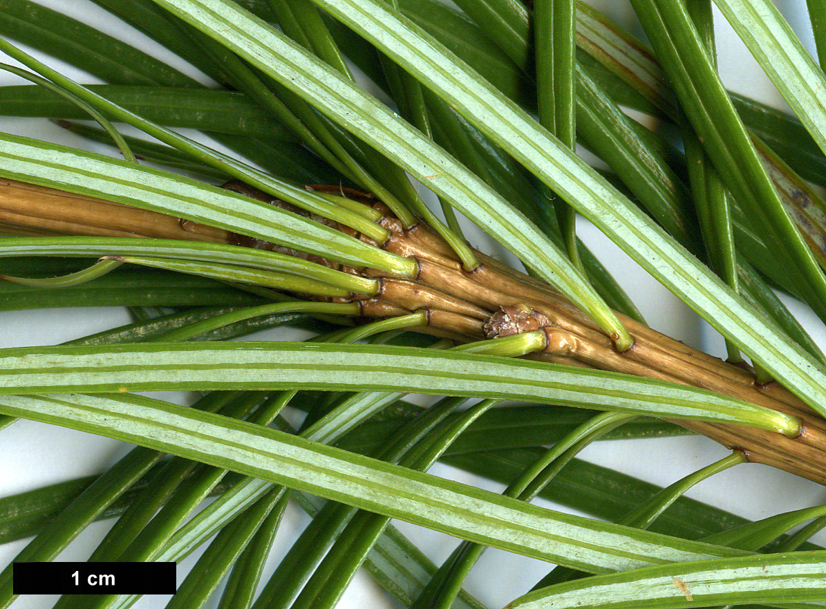 High resolution image: Family: Pinaceae - Genus: Cathaya - Taxon: argyrophylla