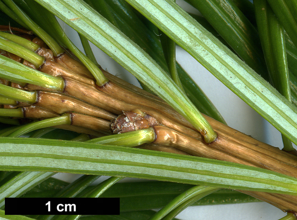 High resolution image: Family: Pinaceae - Genus: Cathaya - Taxon: argyrophylla