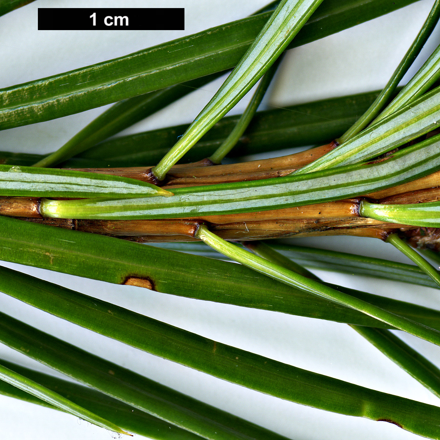 High resolution image: Family: Pinaceae - Genus: Cathaya - Taxon: argyrophylla