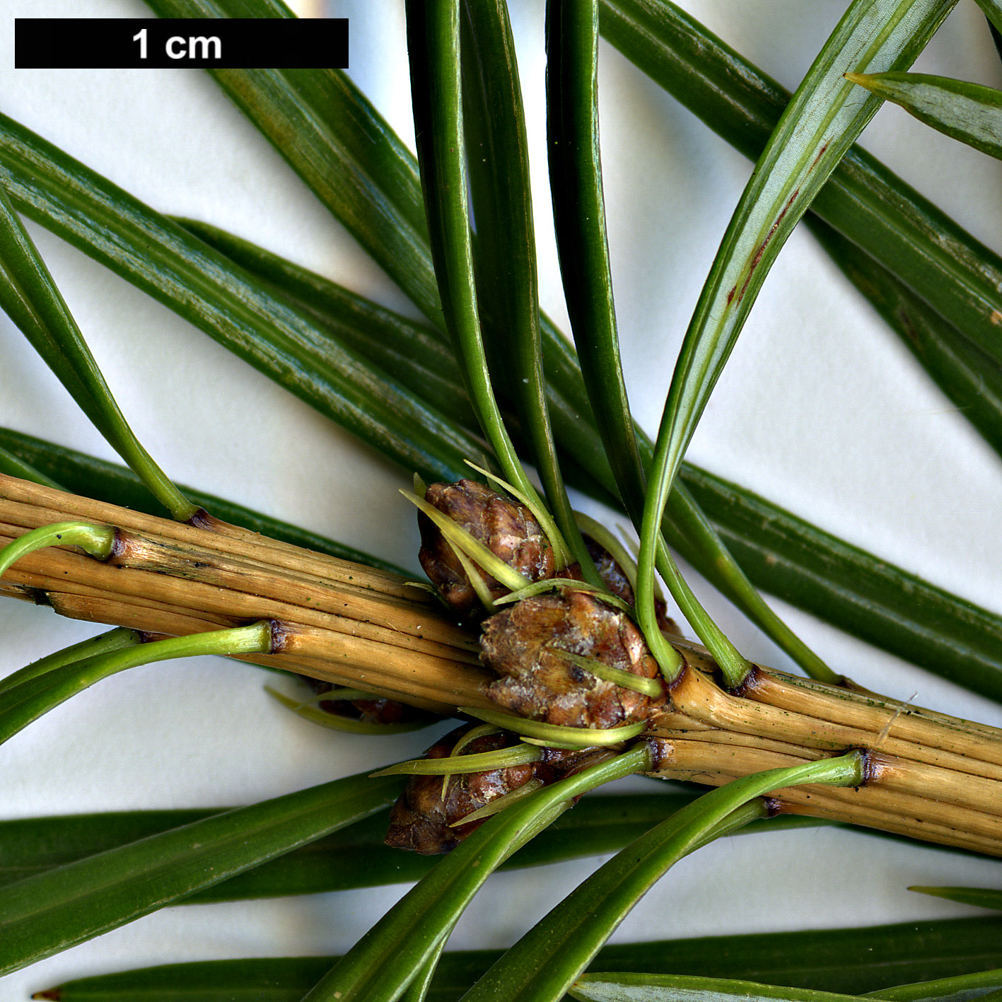 High resolution image: Family: Pinaceae - Genus: Cathaya - Taxon: argyrophylla