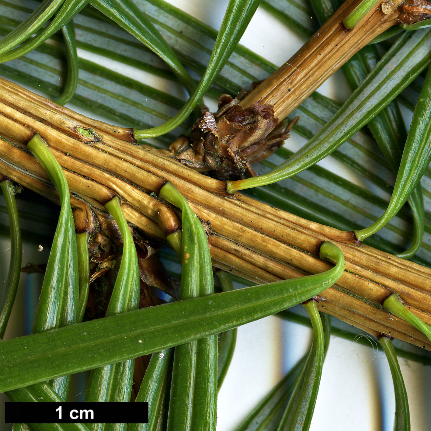 High resolution image: Family: Pinaceae - Genus: Cathaya - Taxon: argyrophylla