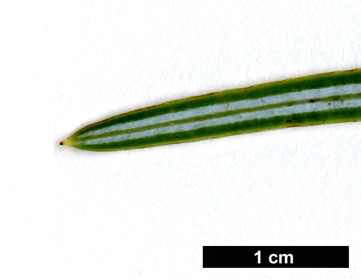 High resolution image: Family: Pinaceae - Genus: Cathaya - Taxon: argyrophylla