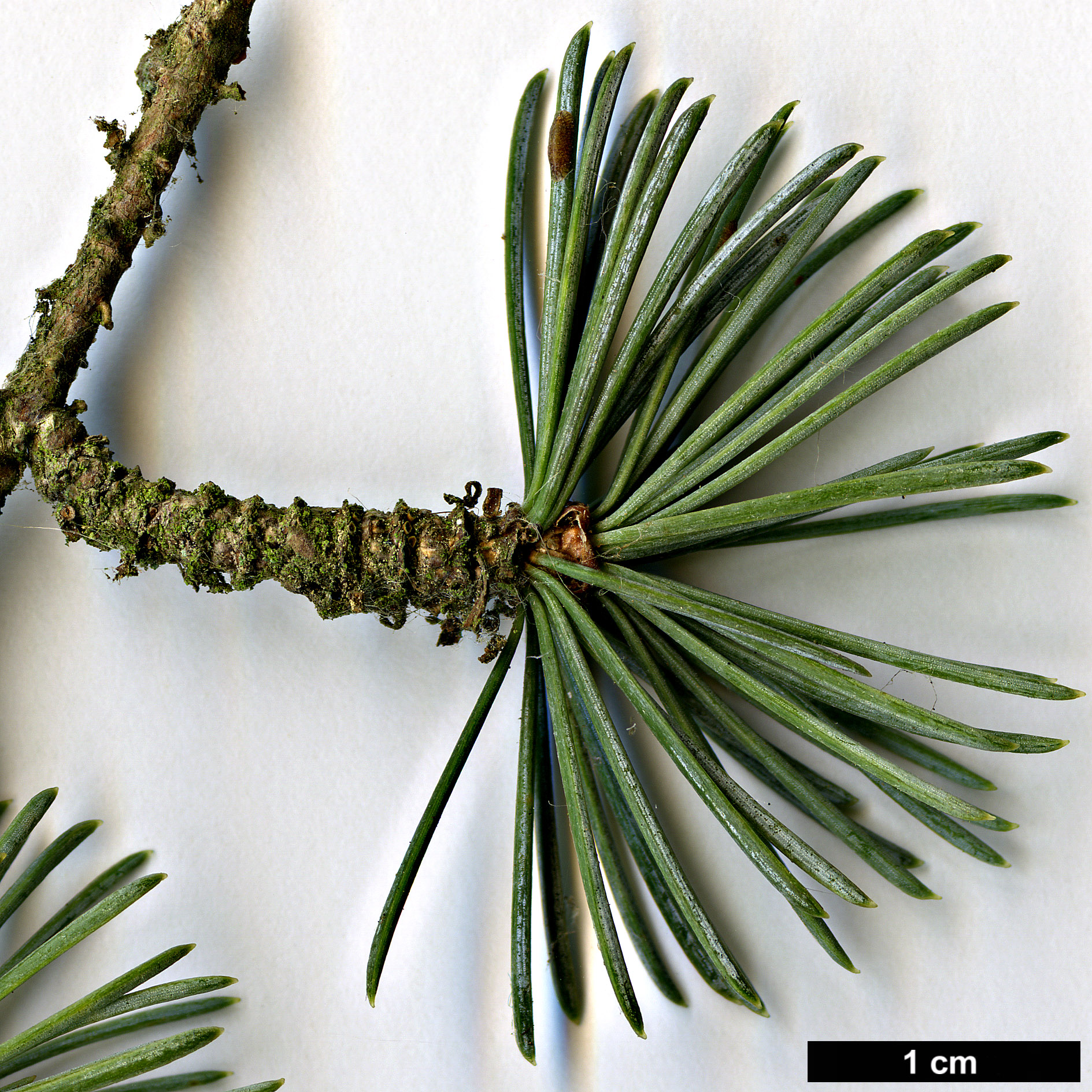 High resolution image: Family: Pinaceae - Genus: Cedrus - Taxon: atlantica