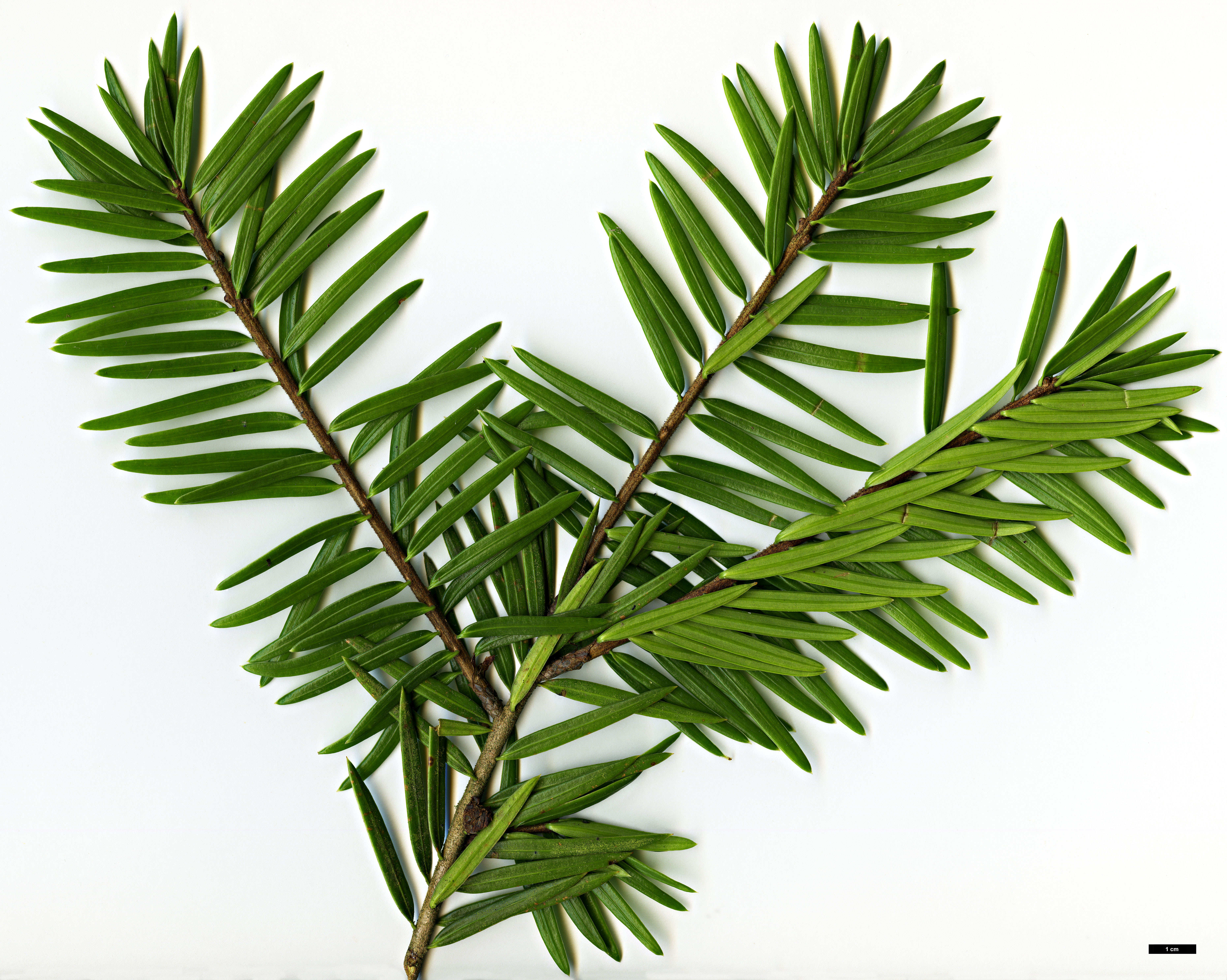 High resolution image: Family: Pinaceae - Genus: Keteleeria - Taxon: davidiana