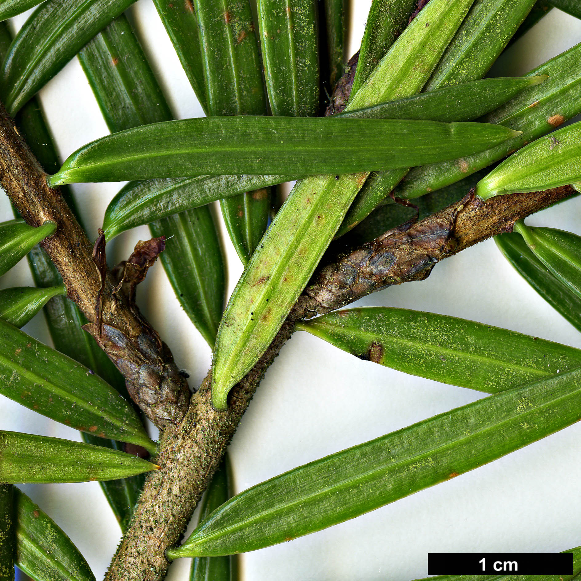 High resolution image: Family: Pinaceae - Genus: Keteleeria - Taxon: davidiana