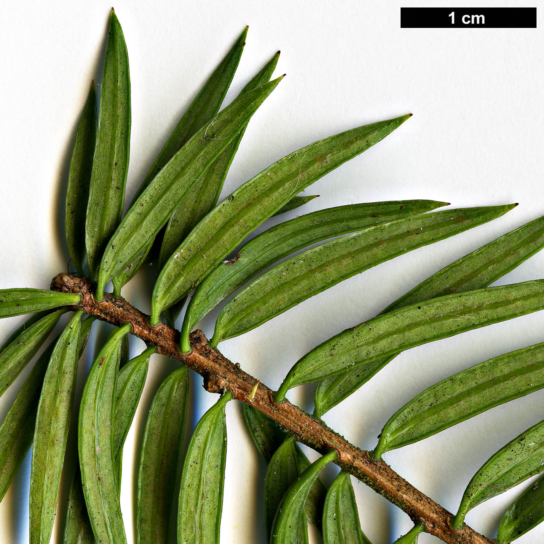 High resolution image: Family: Pinaceae - Genus: Keteleeria - Taxon: fortunei High resolution image: Family: Pinaceae - Genus: Keteleeria - Taxon: fortunei